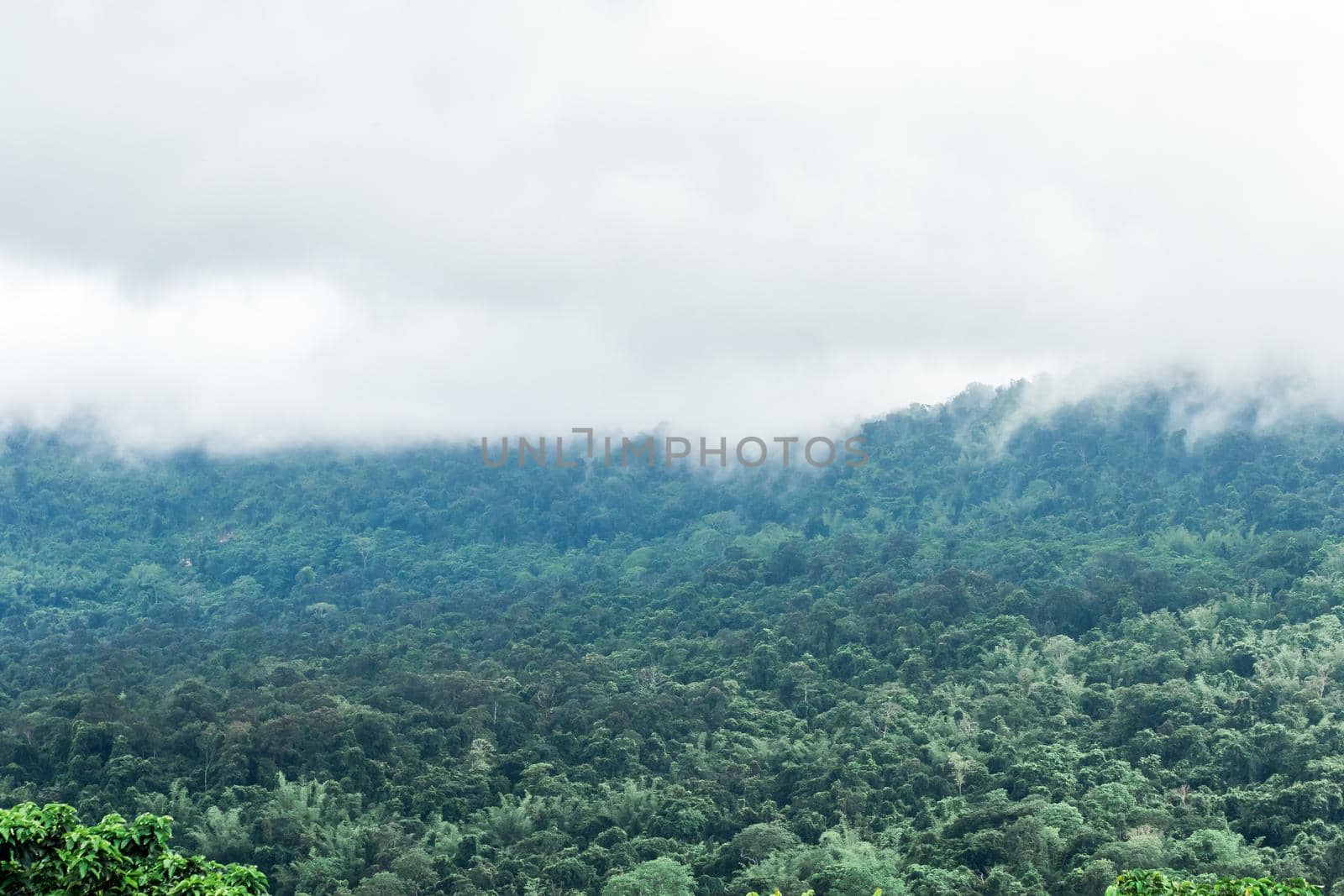 Tropical forest landscape covered by floating clouds.





