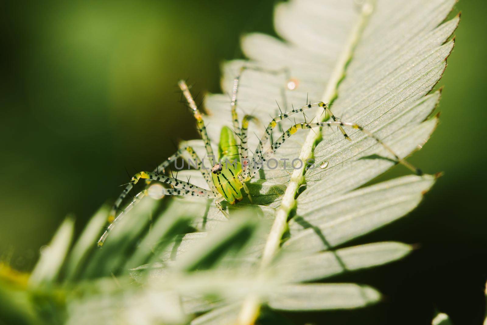 Small green spiders lurk on the leaves waiting to trap their prey.







