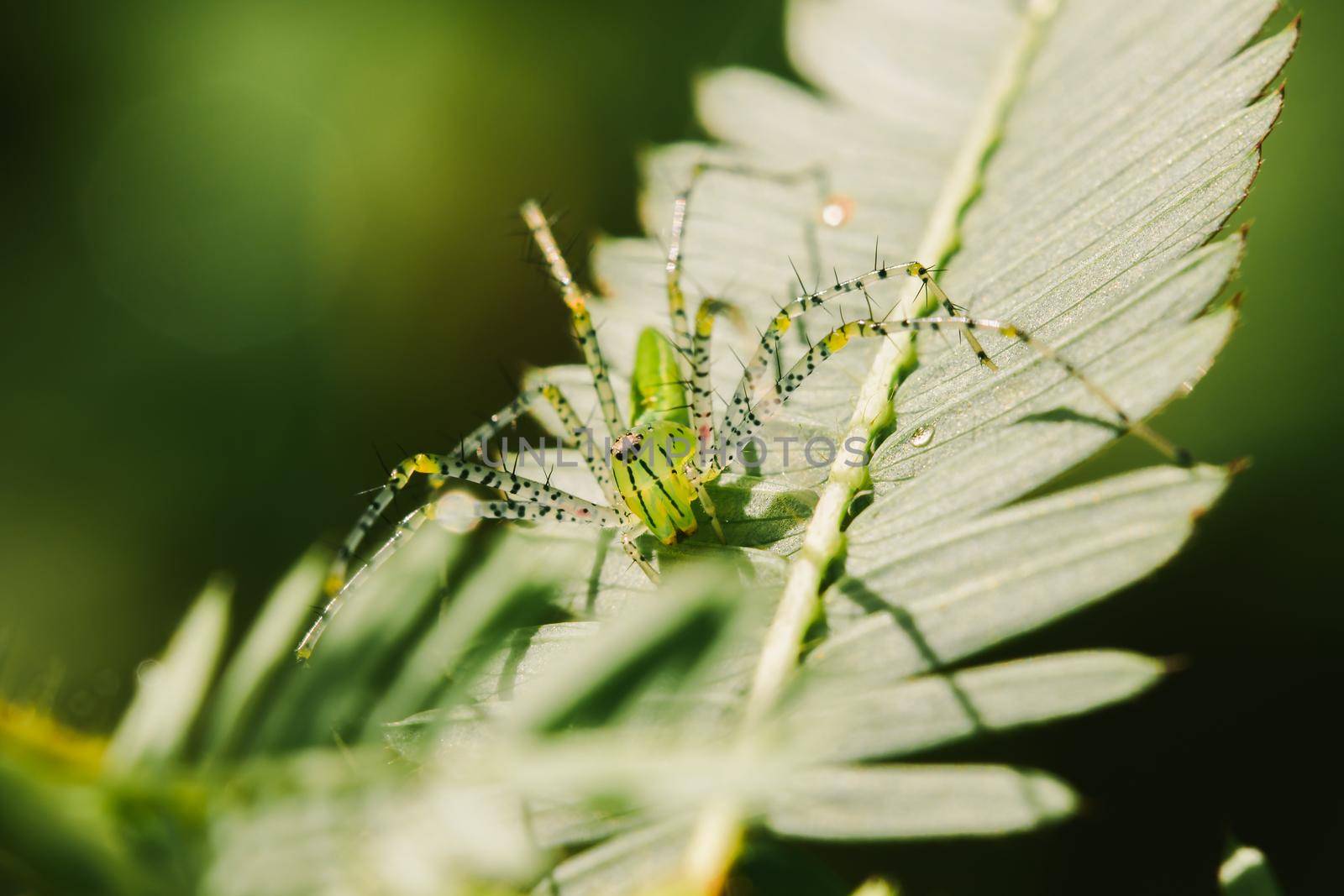 Small green spiders lurk on the leaves waiting to trap their prey.







