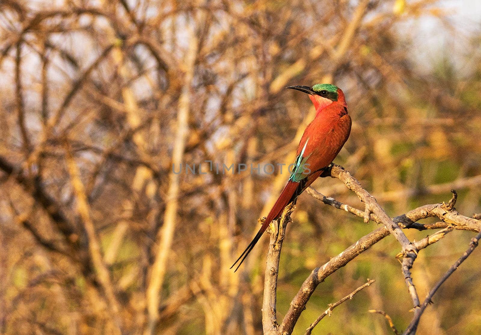 Beautiful wildlife in the World by TravelSync27