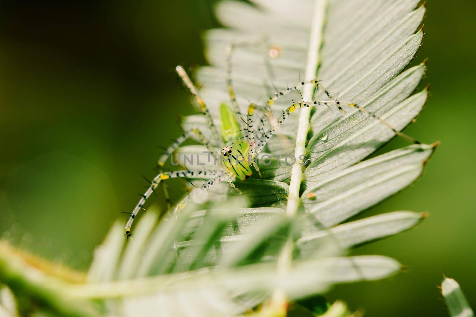 Small green spiders lurk on the leaves waiting to trap their prey.







