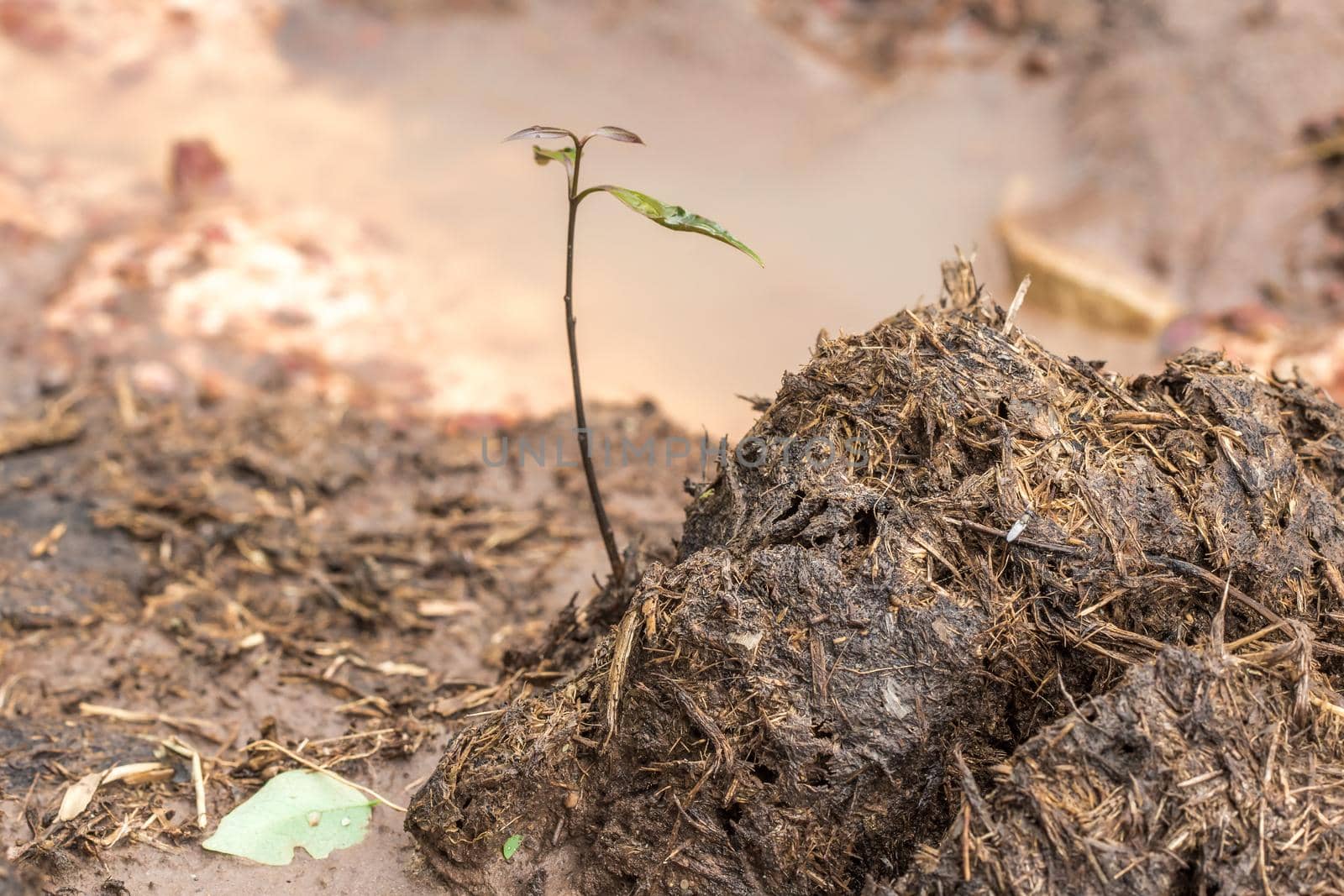 Elephant dung is a sapling that grows from an elephant's stalk.







