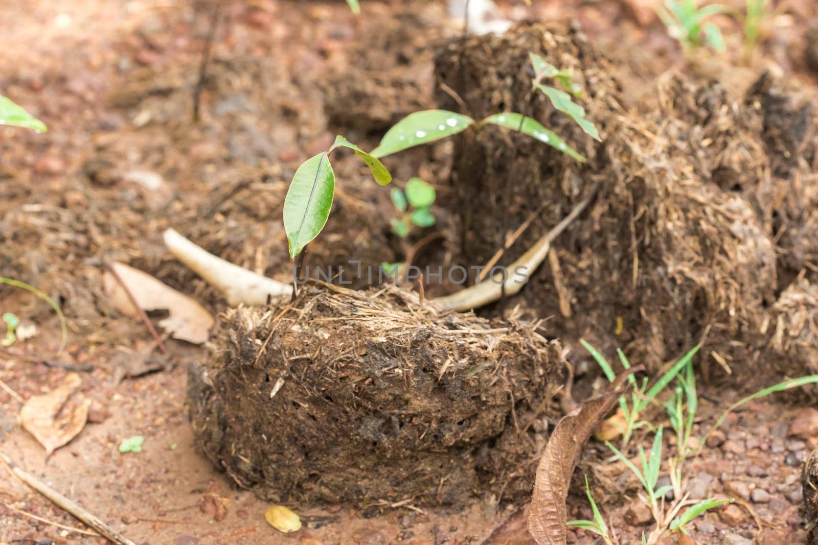 Elephant dung is a sapling that grows from an elephant's stalk.







