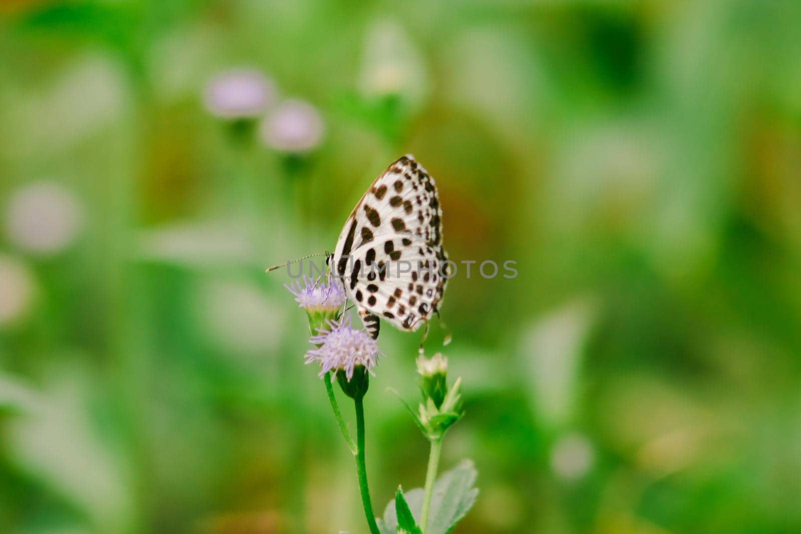 

Castalius rosimon, common name Common Pierrot on leaves. by Puripatt