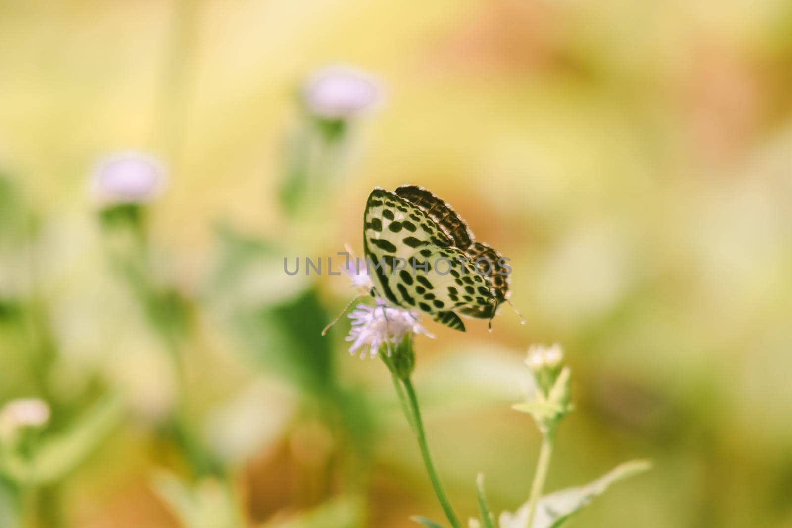 

Castalius rosimon, common name Common Pierrot on leaves. by Puripatt