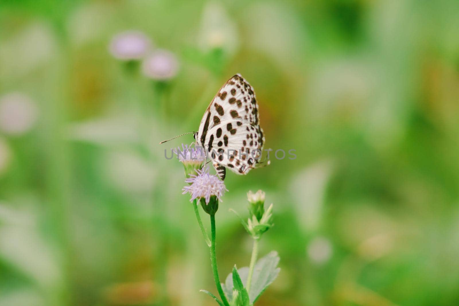 Castalius rosimon, common name Common Pierrot, has a color on the fuselage of the upper wings with black spots on the white ground.













