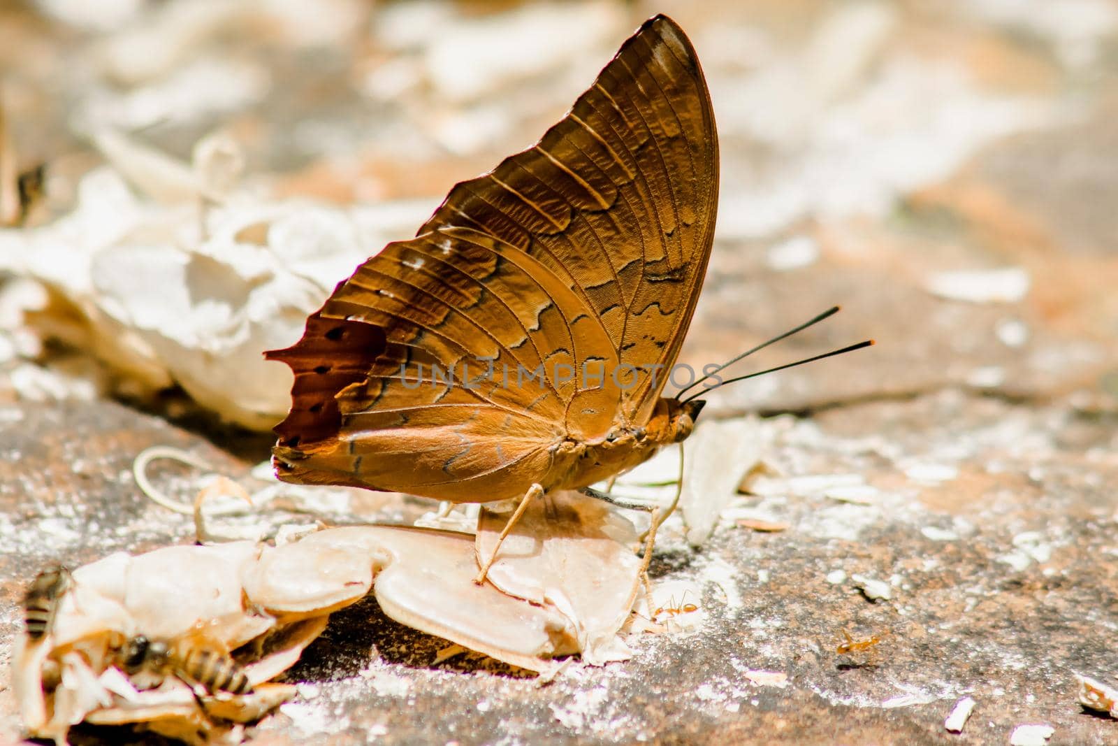 (Common Cruiser) Family name: Family of tassel-leg butterflies (Nymphalidae) on the rocky ground by Puripatt