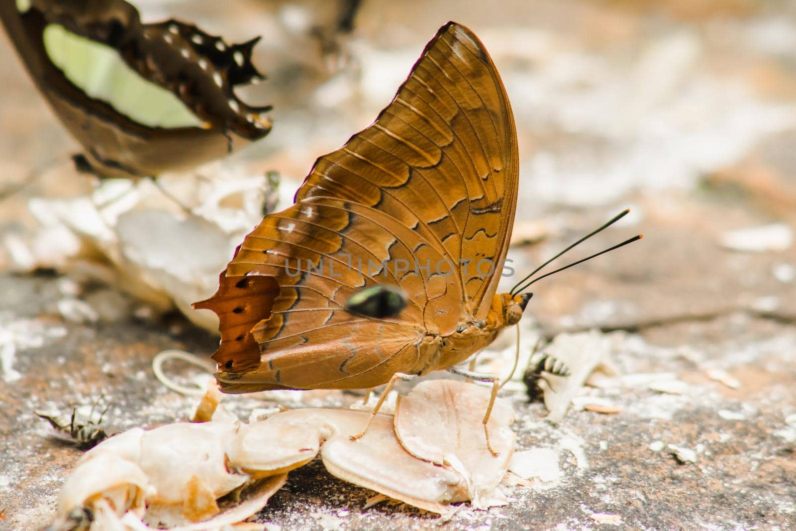 (Common Cruiser) Family name: Family of tassel-leg butterflies (Nymphalidae) on the rocky ground Description: The wings on the wing are brown-orange. It has a pair of black jagged stripes along the edge of the wing along the rear wing tip with a pointed tip sticking out.







