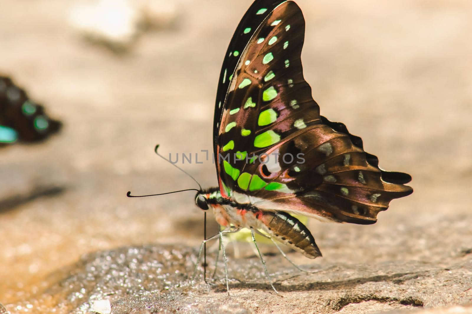 Graphium arycles Boisduval, Spotted Jay Appearance: Light green streaks and stripes across both wings.

