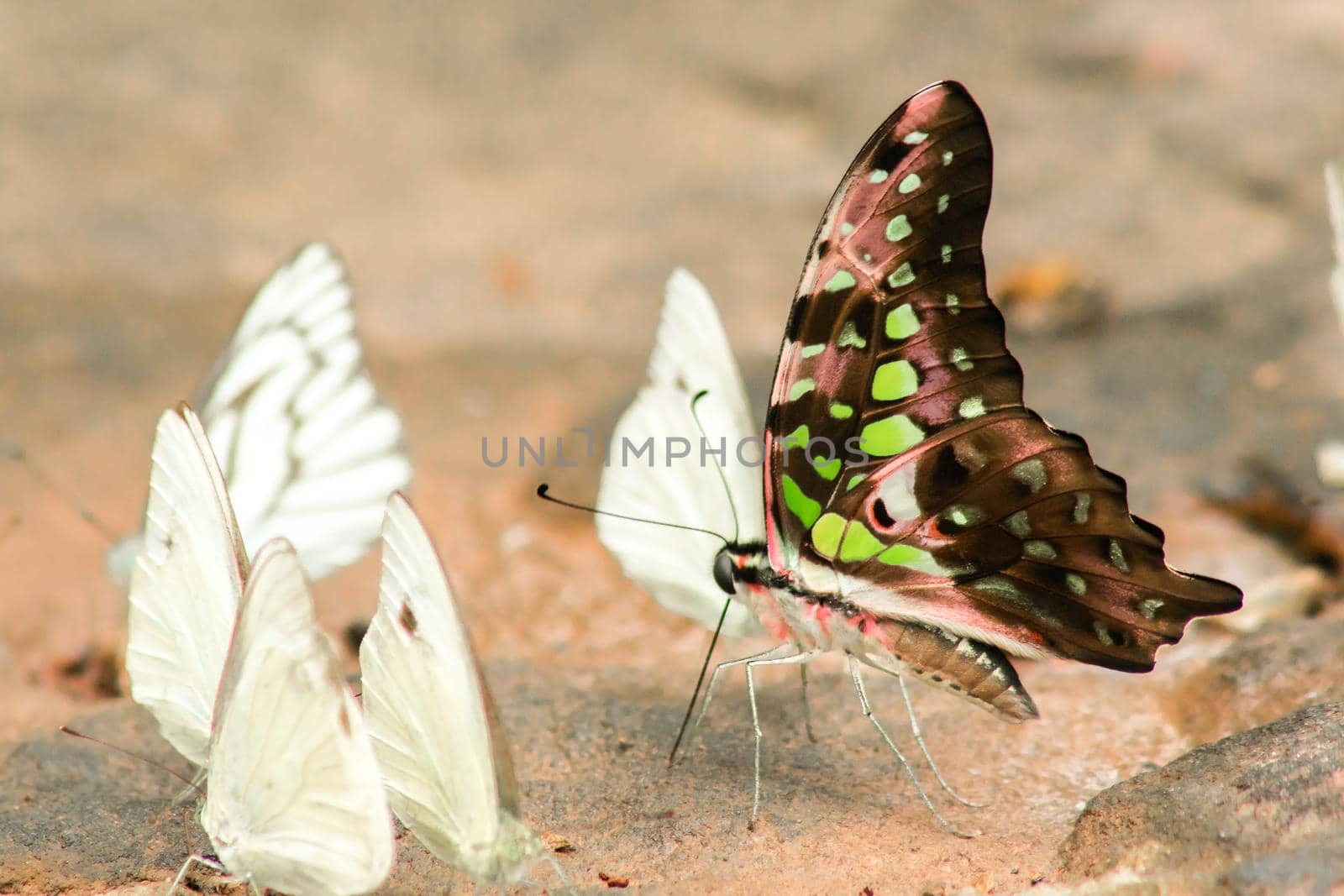 Graphium arycles Boisduval, Spotted Jay on stone floor by Puripatt