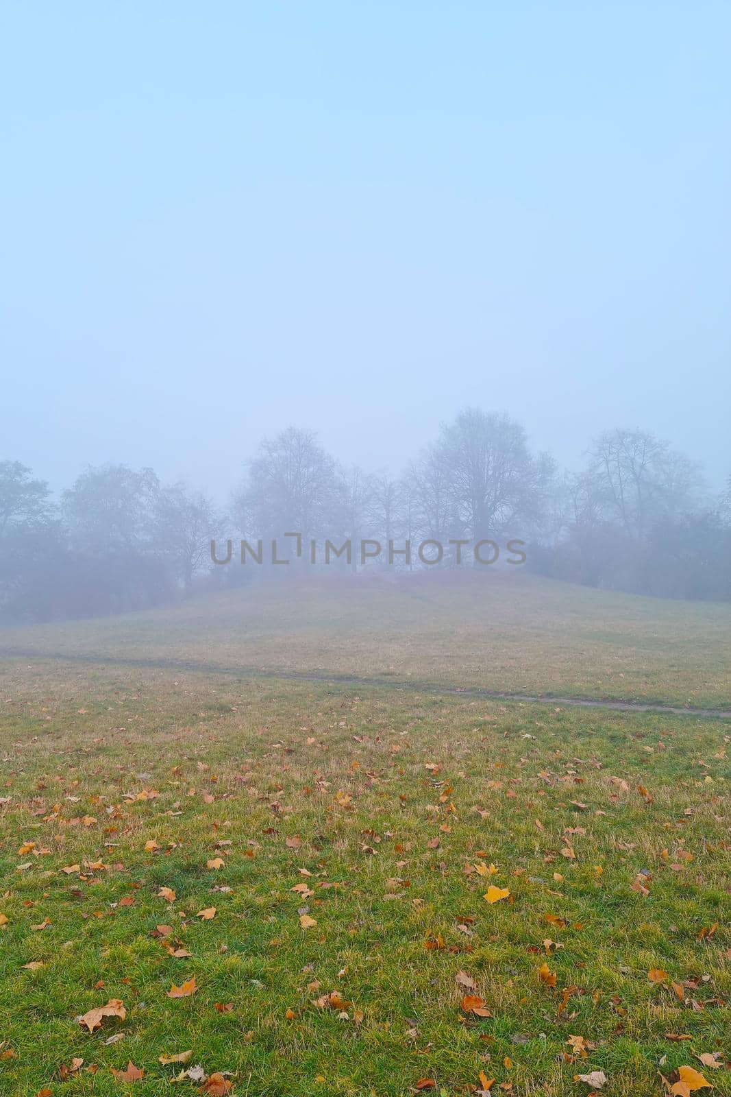 A foggy autumn morning in a park or forest