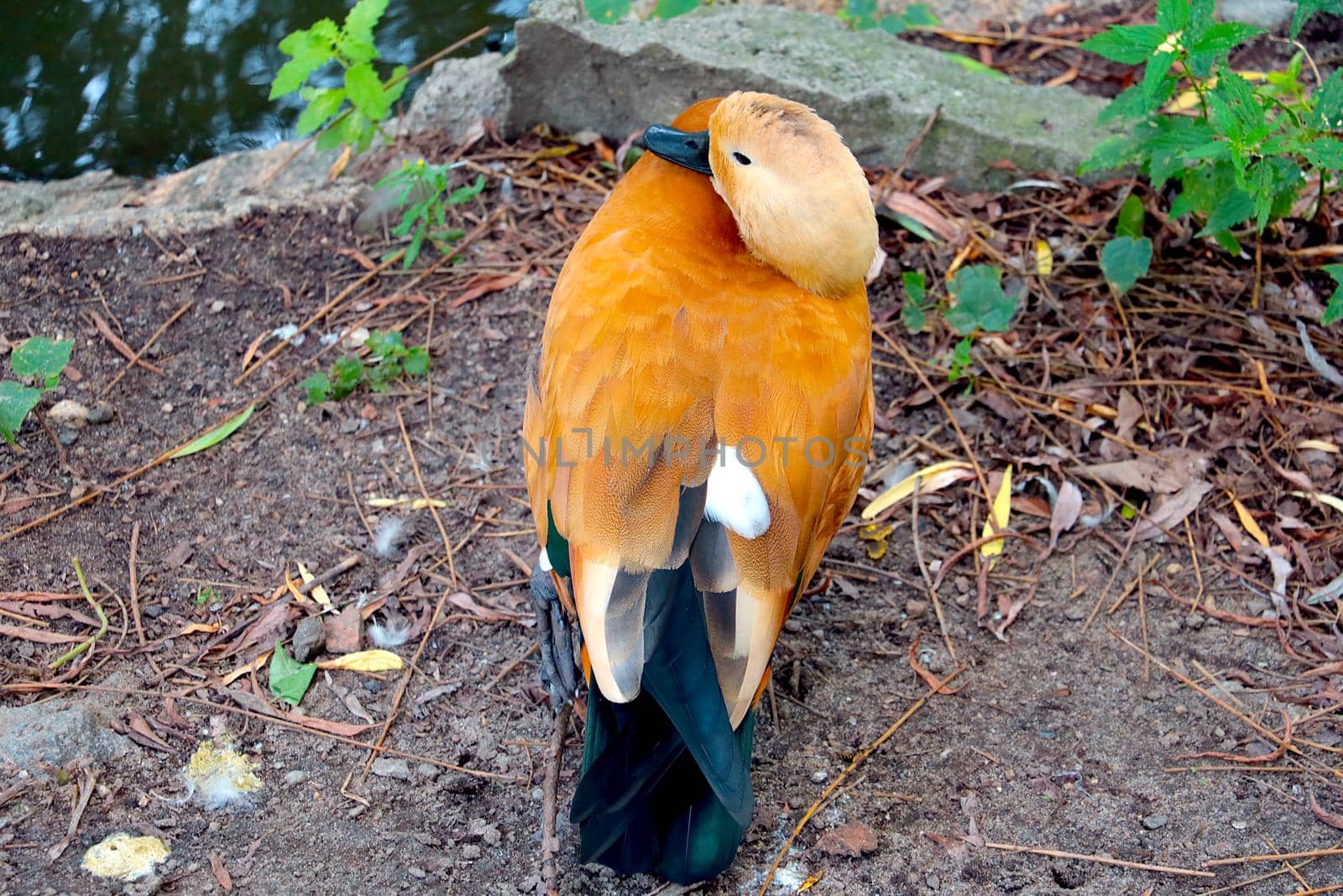 Mandarin duck. Orange bird. wild nature in the park. by kip02kas