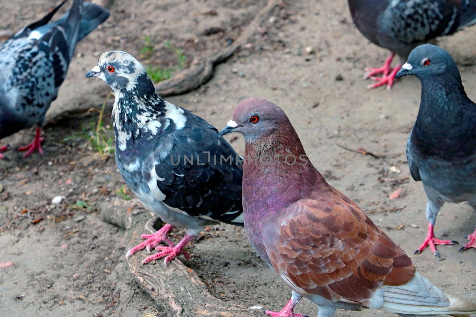 Close-up of beautiful pigeons in a park in the city. by kip02kas