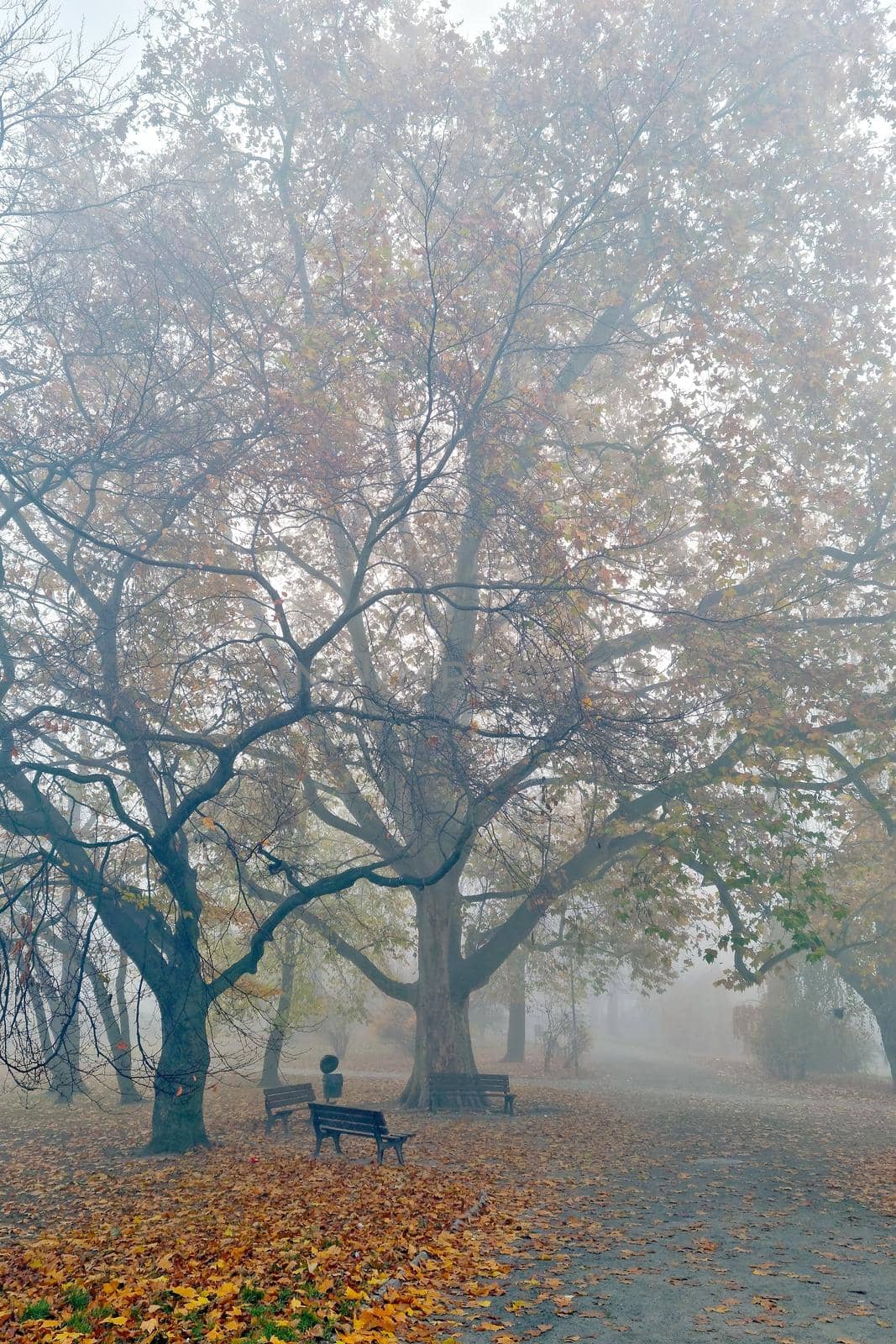 A mystical foggy morning in the park in the fall