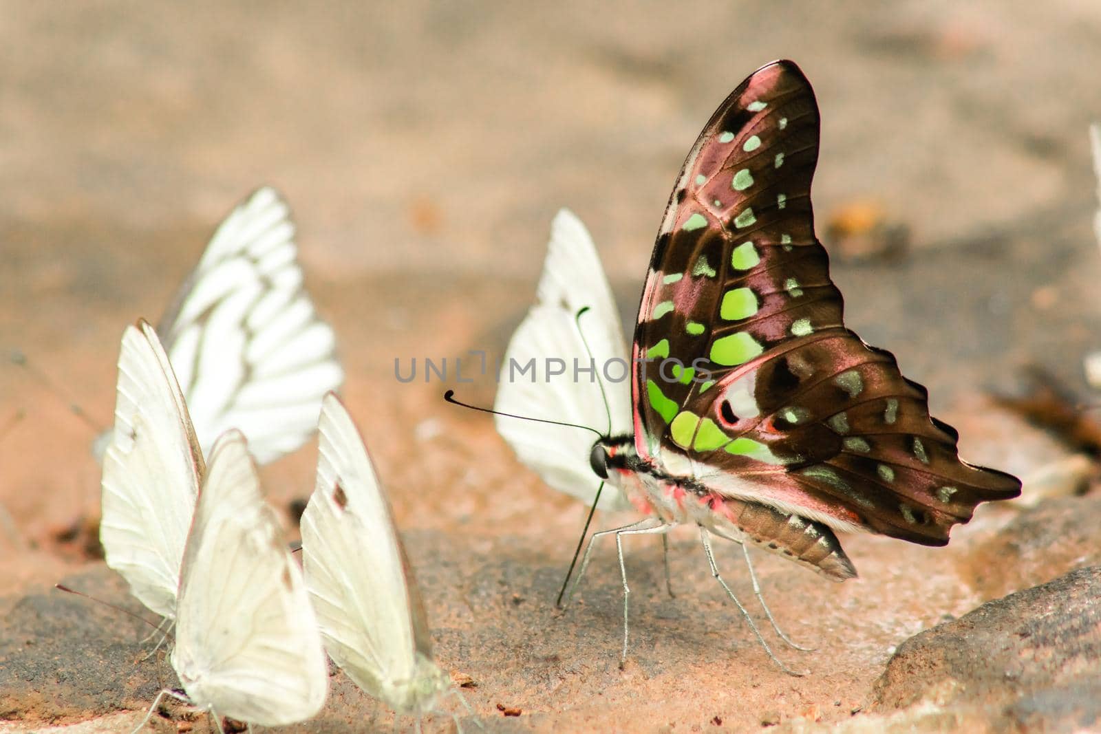 Graphium arycles Boisduval, Spotted Jay on stone floor by Puripatt
