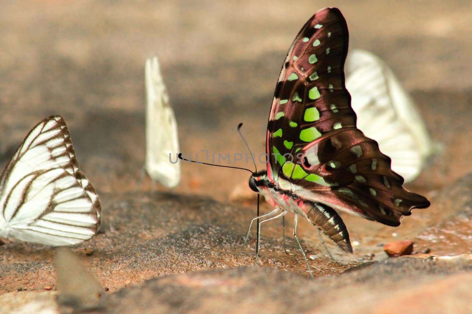 Graphium arycles Boisduval, Spotted Jay Appearance: Light green streaks and stripes across both wings.

