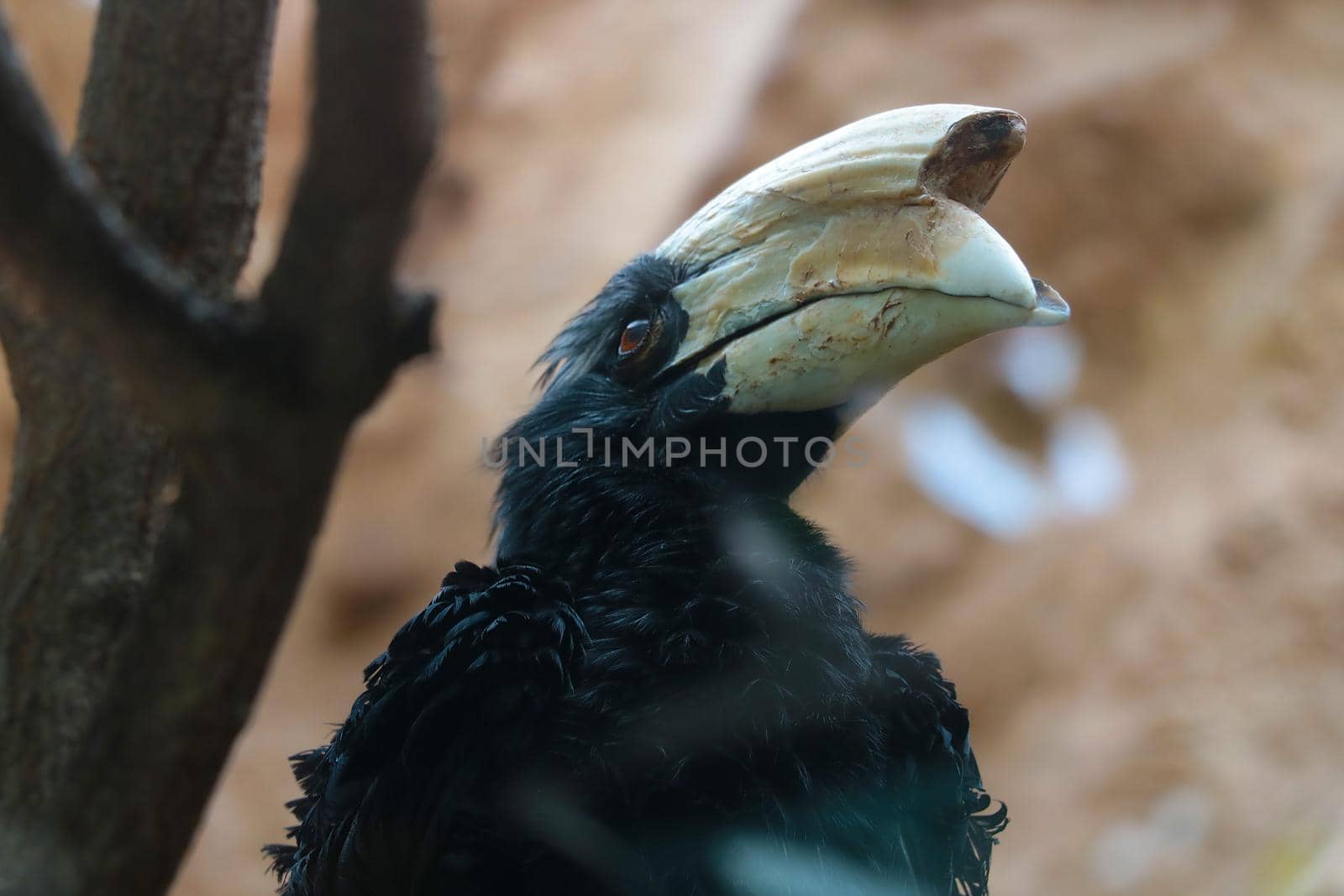 Hornbills are a family of birds from the order of the same name. The bird sits on a tree branch. by kip02kas