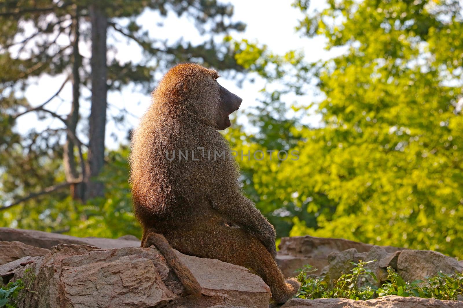 A monkey sits on a rock in an animal park