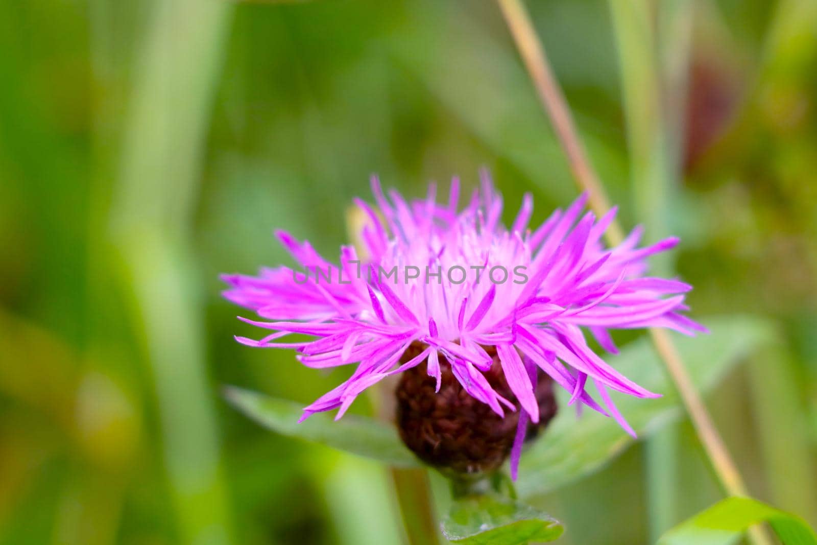 Close-up of a flowering cornflower in a meadow in the summer