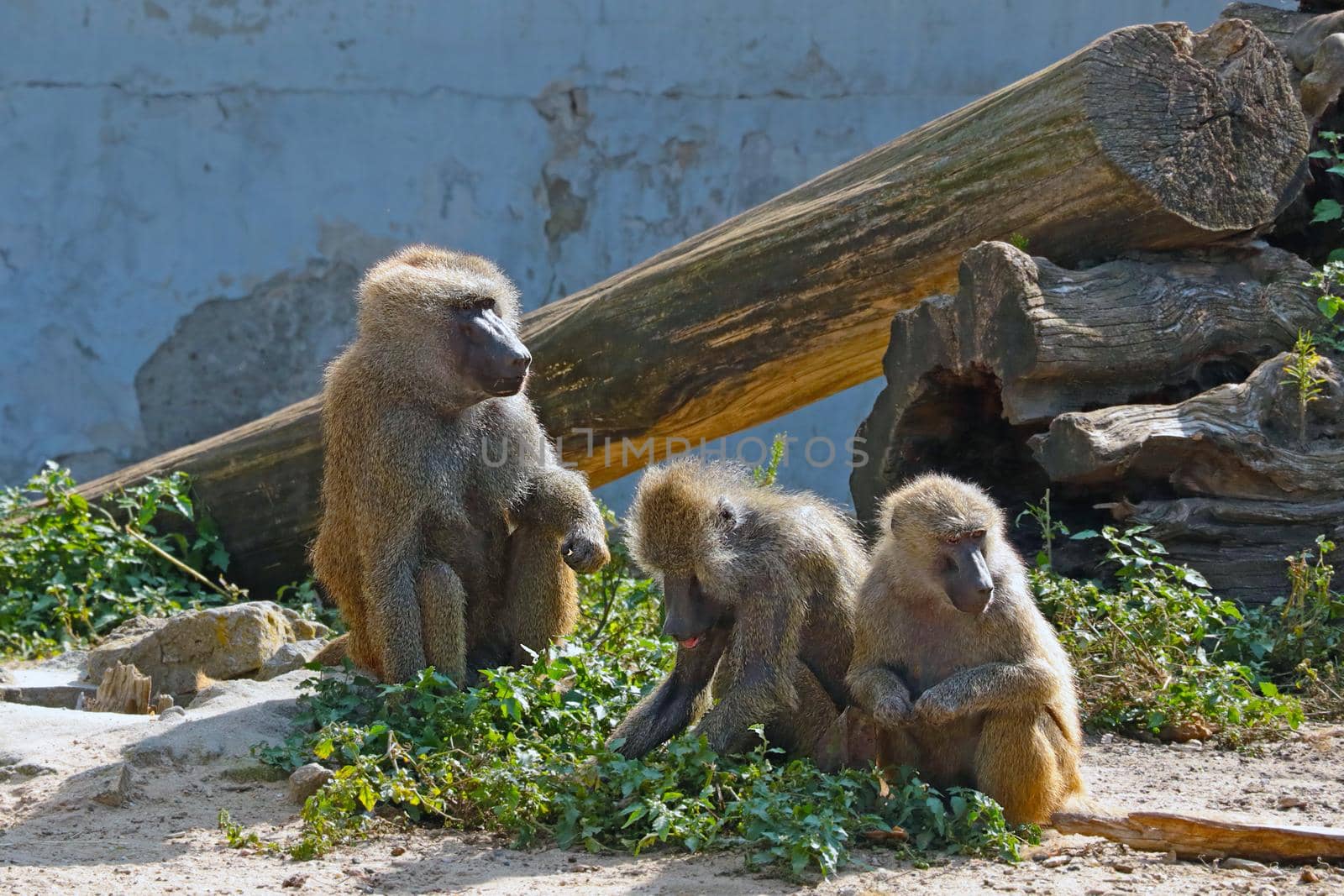 Baboons sit on the ground in the park. Monkey virus