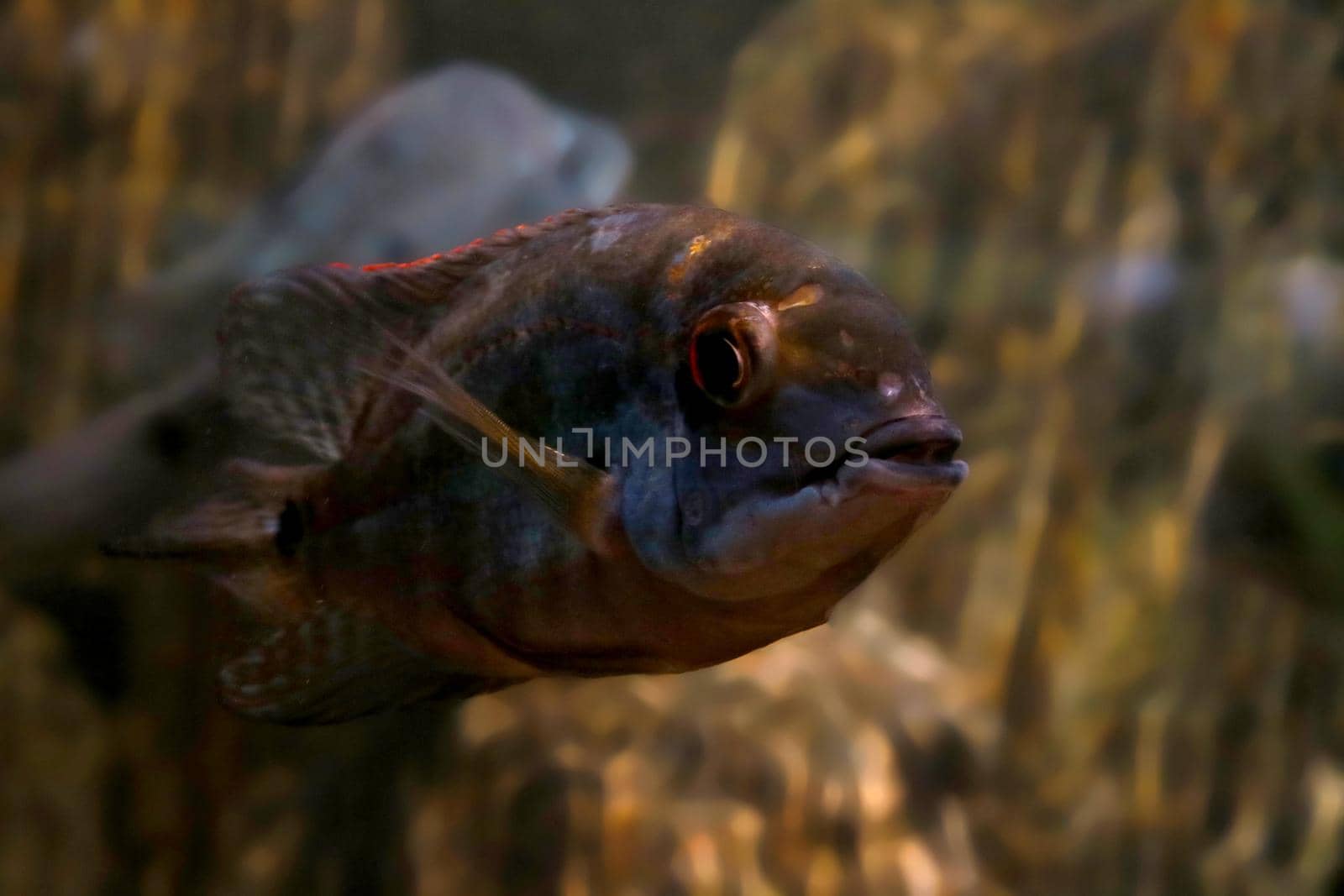 Close-up of a floating dark fish in the water. by kip02kas