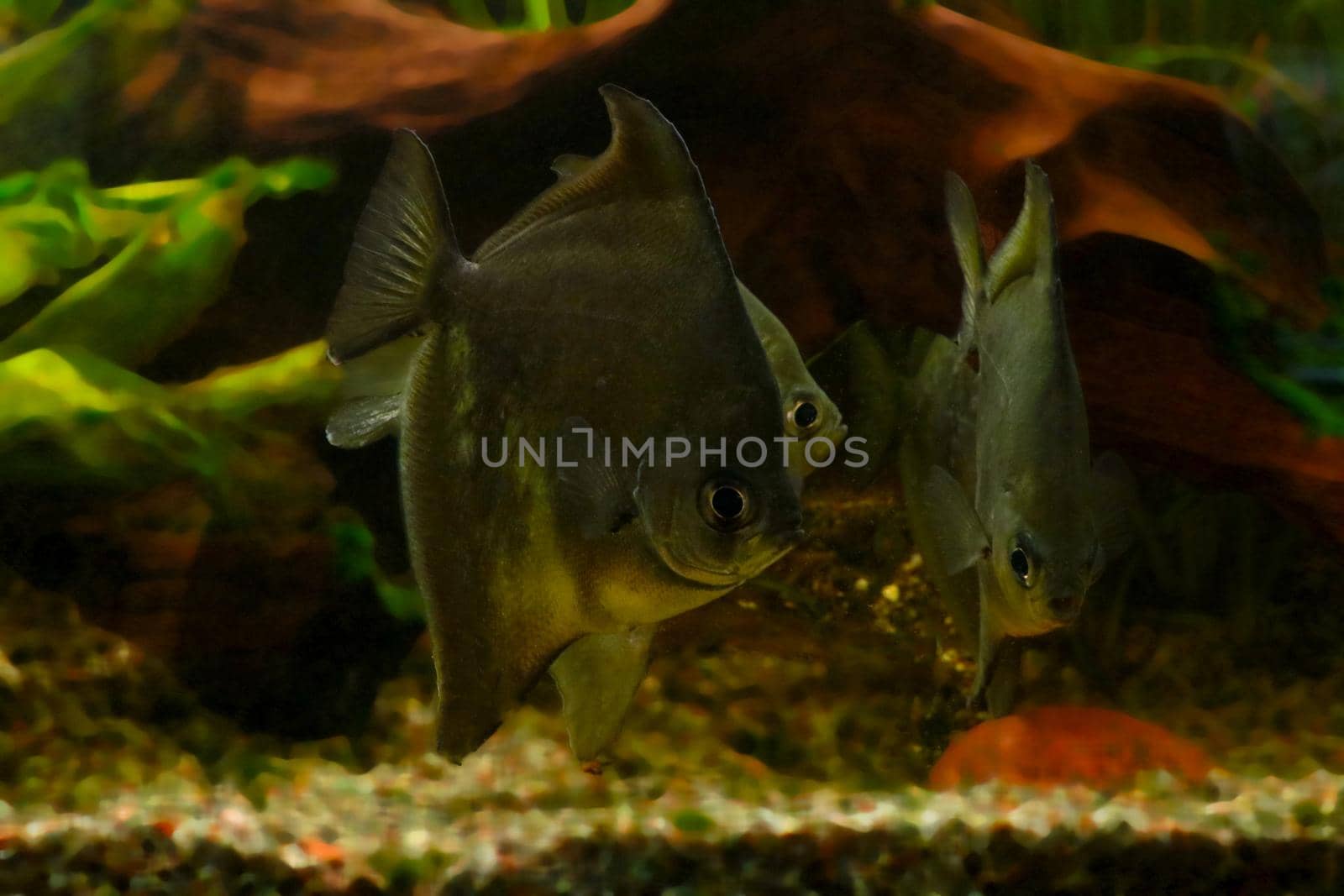 Close-up on a swimming fish - Striped damselfish. by kip02kas