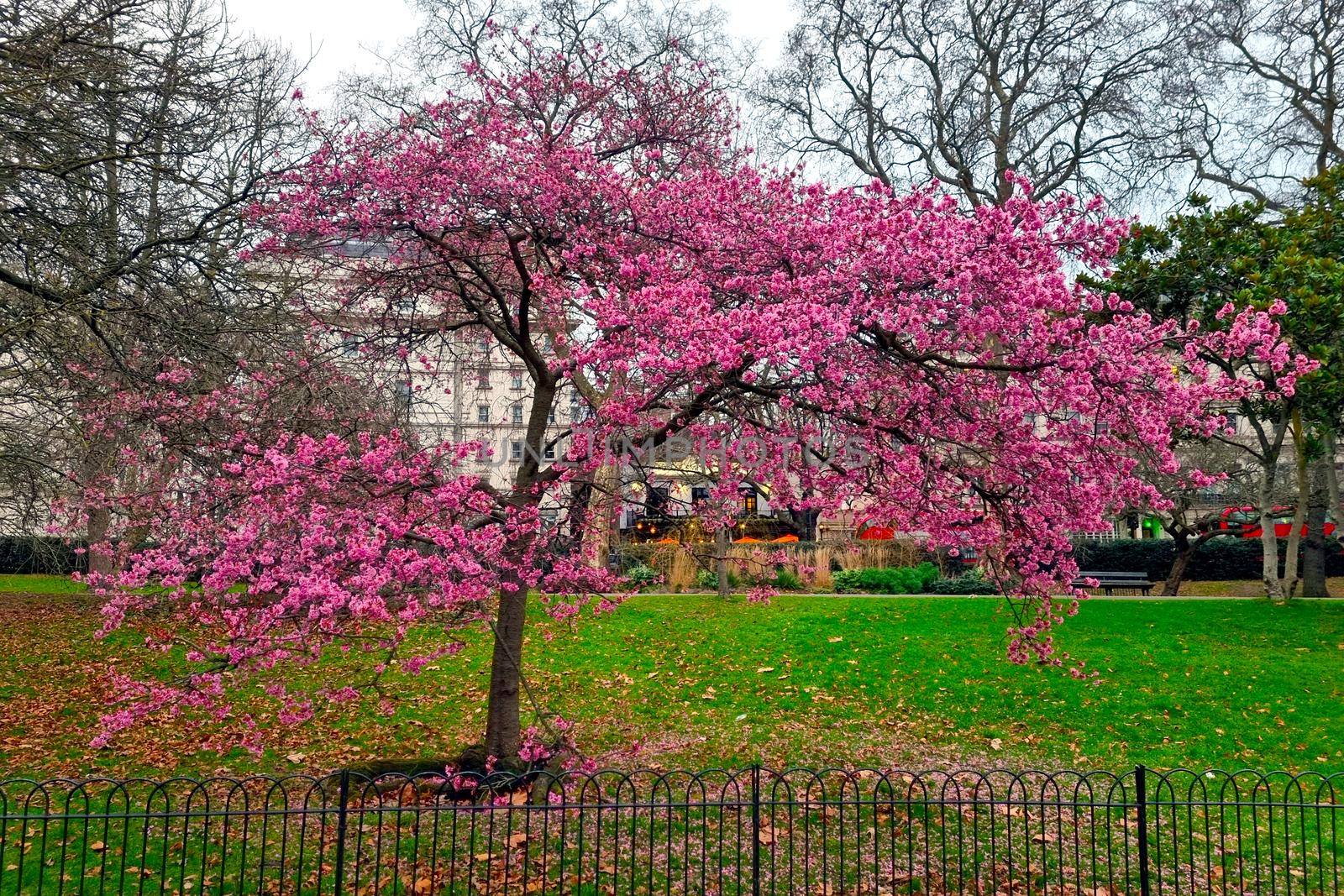 A flowering tree branch in the park in the spring on a cloudy day