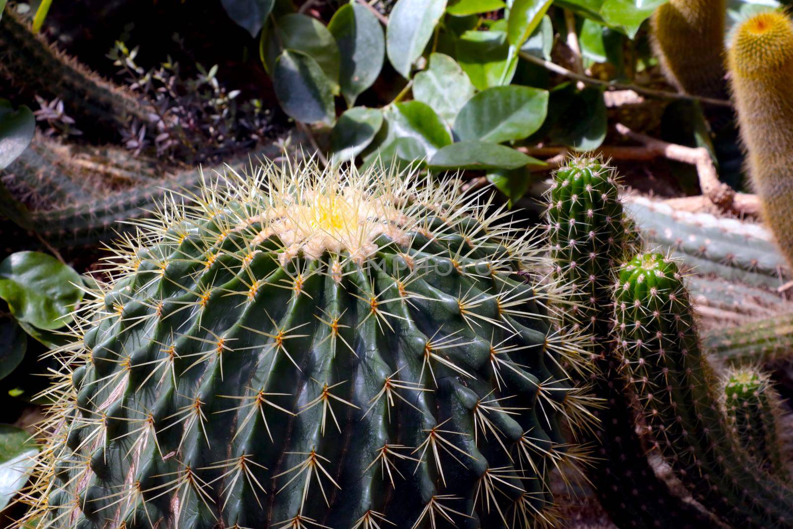 Close-up of cacti in large needles. Home flowers