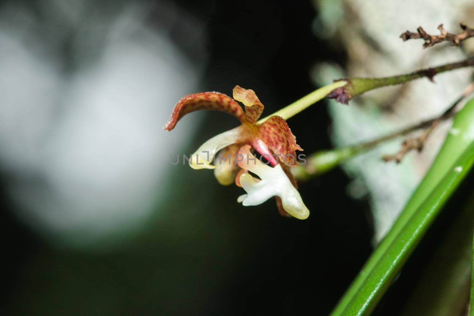 A tiny purple orchid blooming with a bouquet of white stamens. by Puripatt