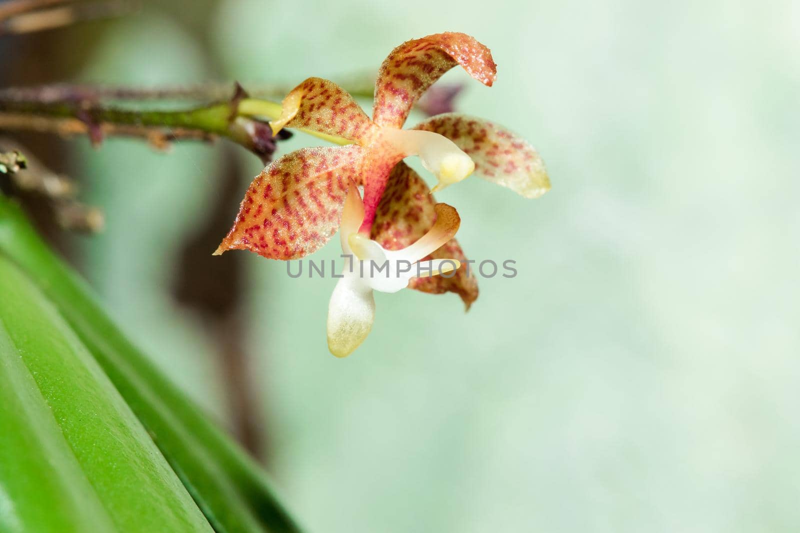 A tiny purple orchid blooming with a bouquet of white stamens. by Puripatt