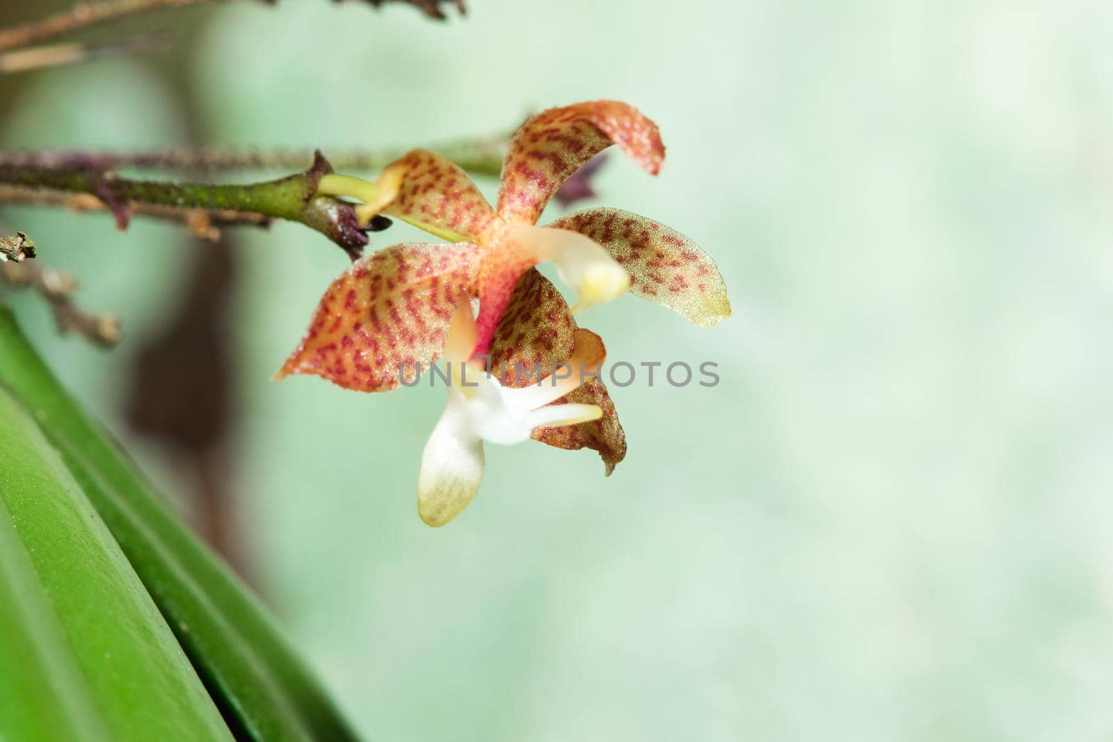 A tiny purple orchid blooming with a bouquet of white stamens. by Puripatt