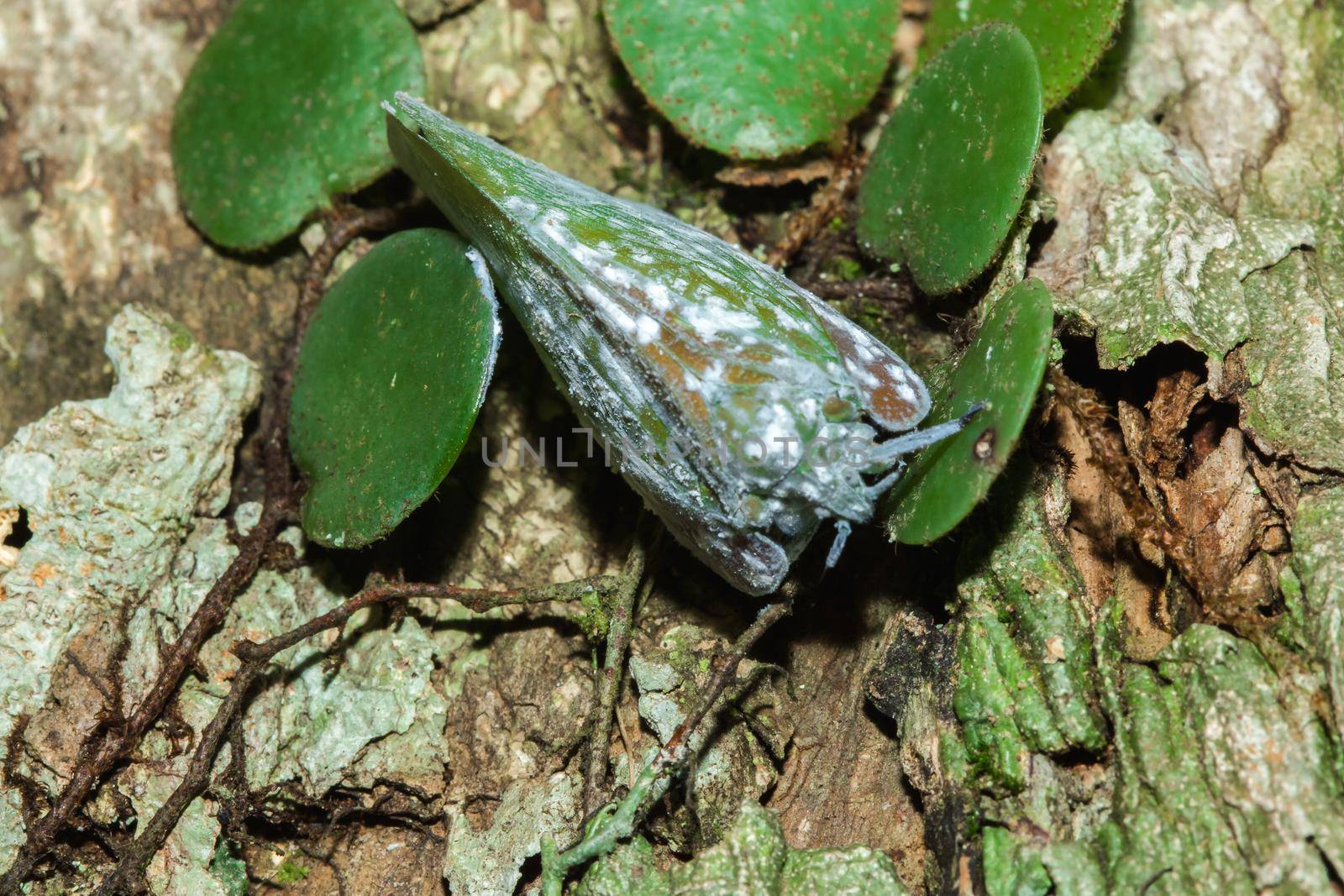Flatid planthopper, or Moth bugs, wedge-shaped cicadas are small insects on a tree. by Puripatt