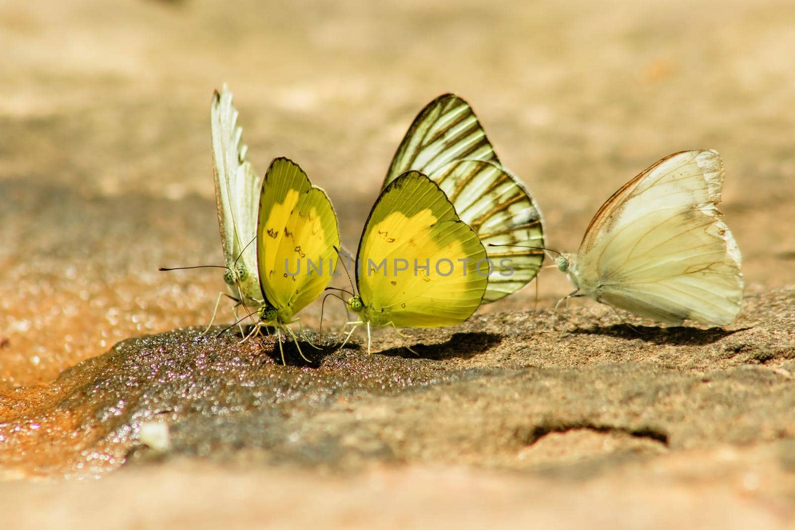 Pieridae, Eurema simulatrix sarinoides yellow on rock by Puripatt