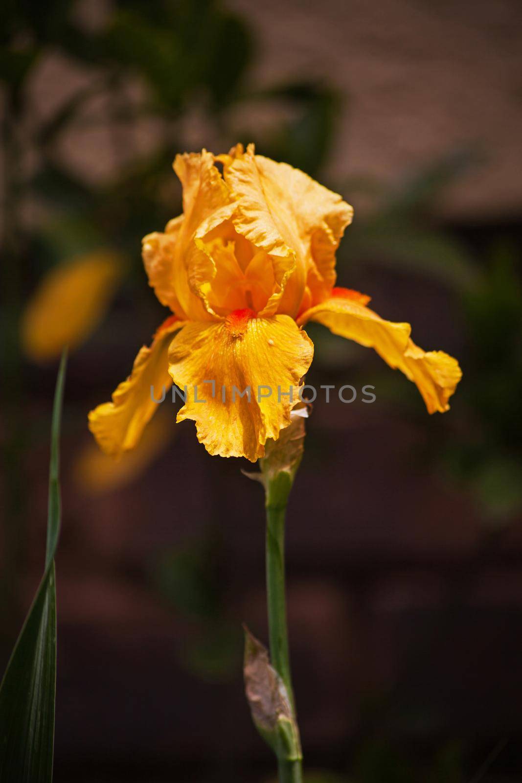 A single bright yellow Bearded Iris flower on a blurred background