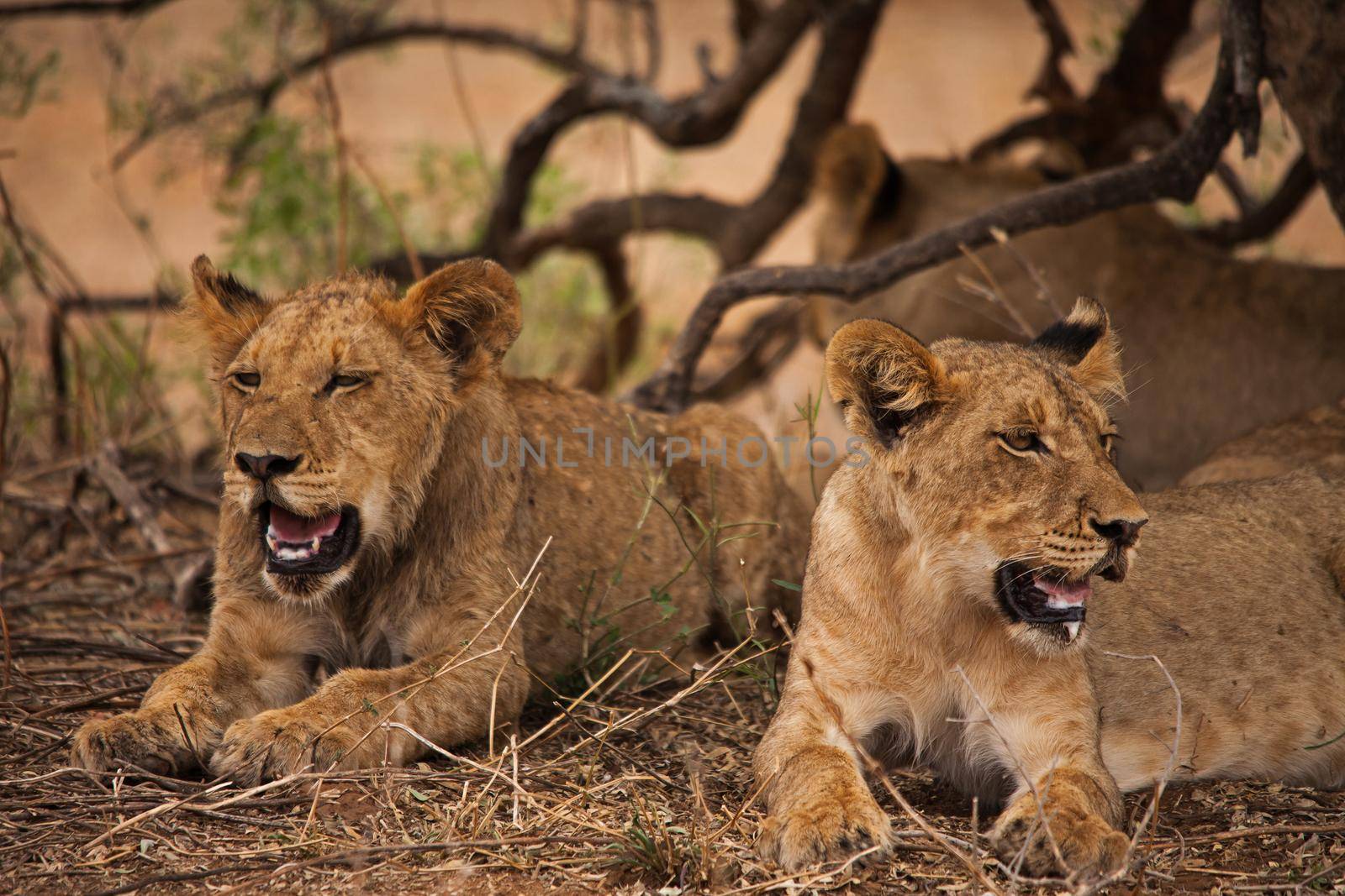 A group of sub-adult lion (Panthera leo) resting in the shade of a small tree on a very hot day in Kruger National Park. South Africa