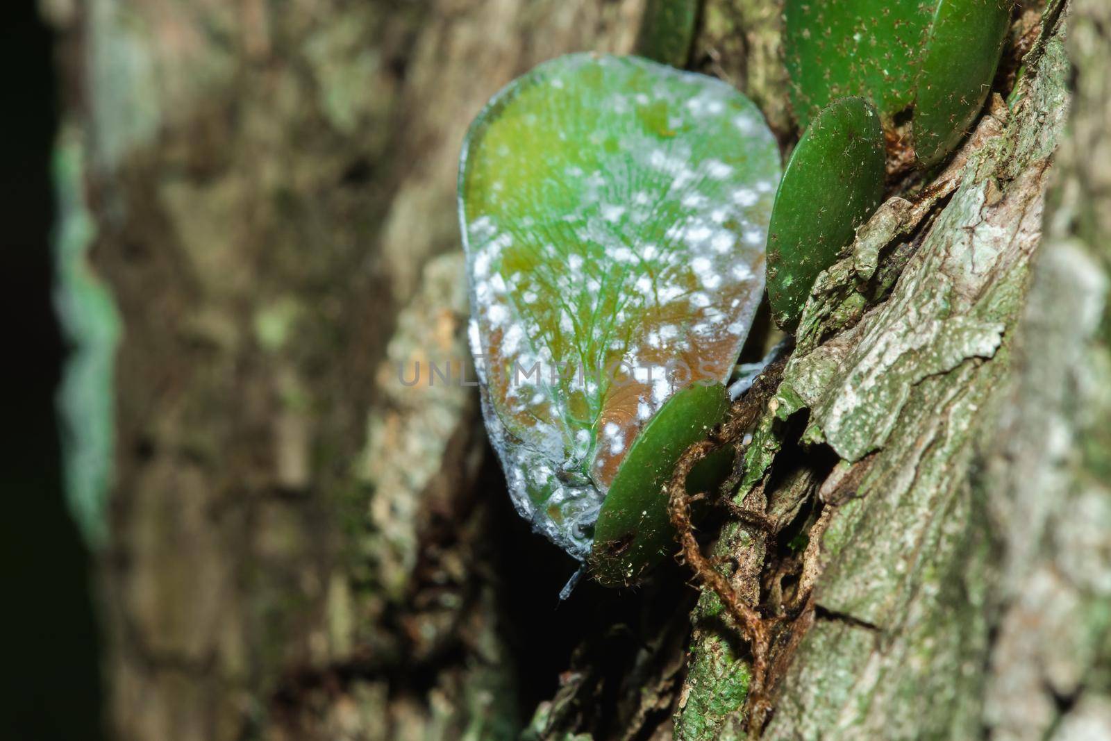 Flatid planthopper, or Moth bugs, wedge-shaped cicadas are small insects on a tree. by Puripatt