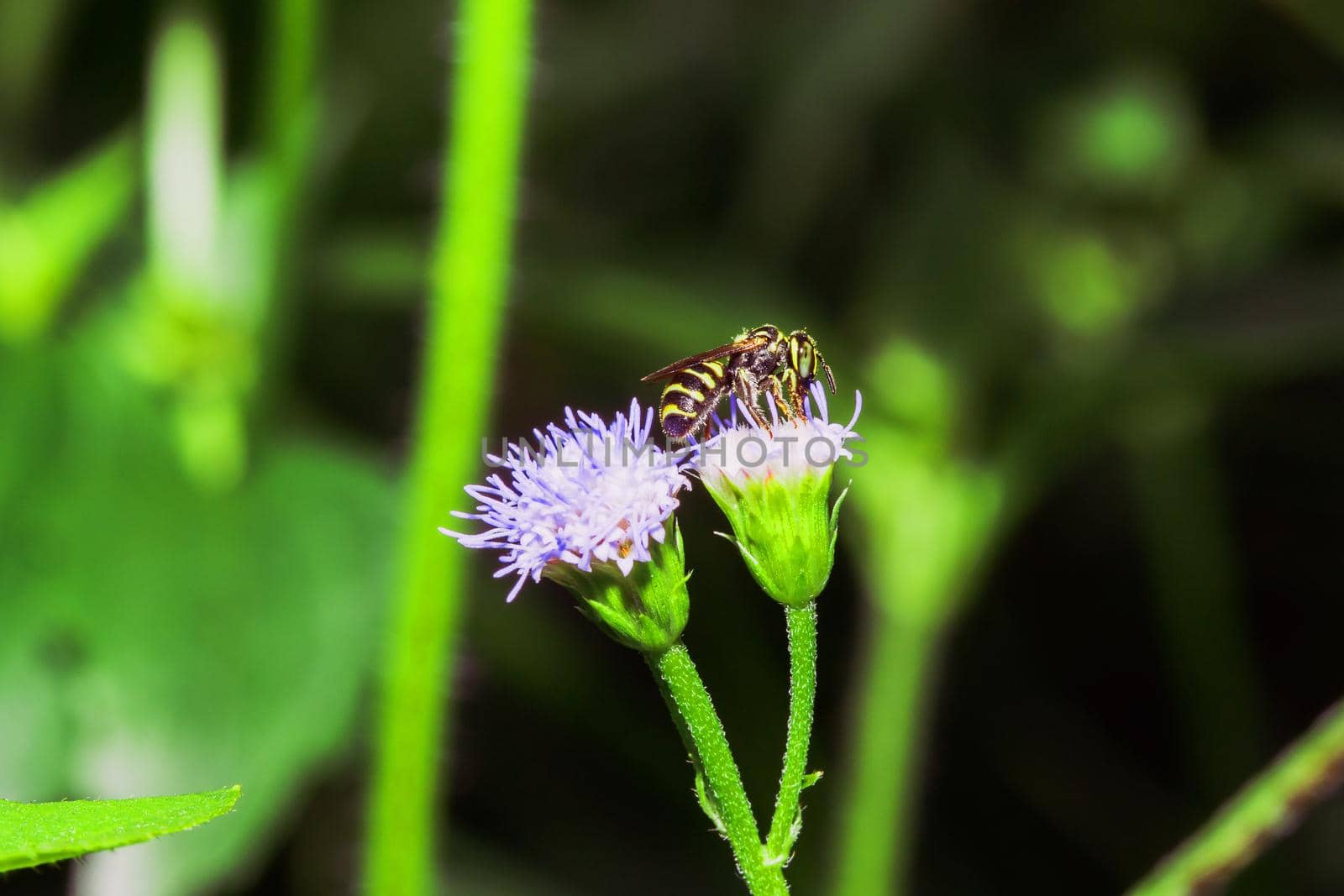 A small bee feeds on nectar on a purple flower.


