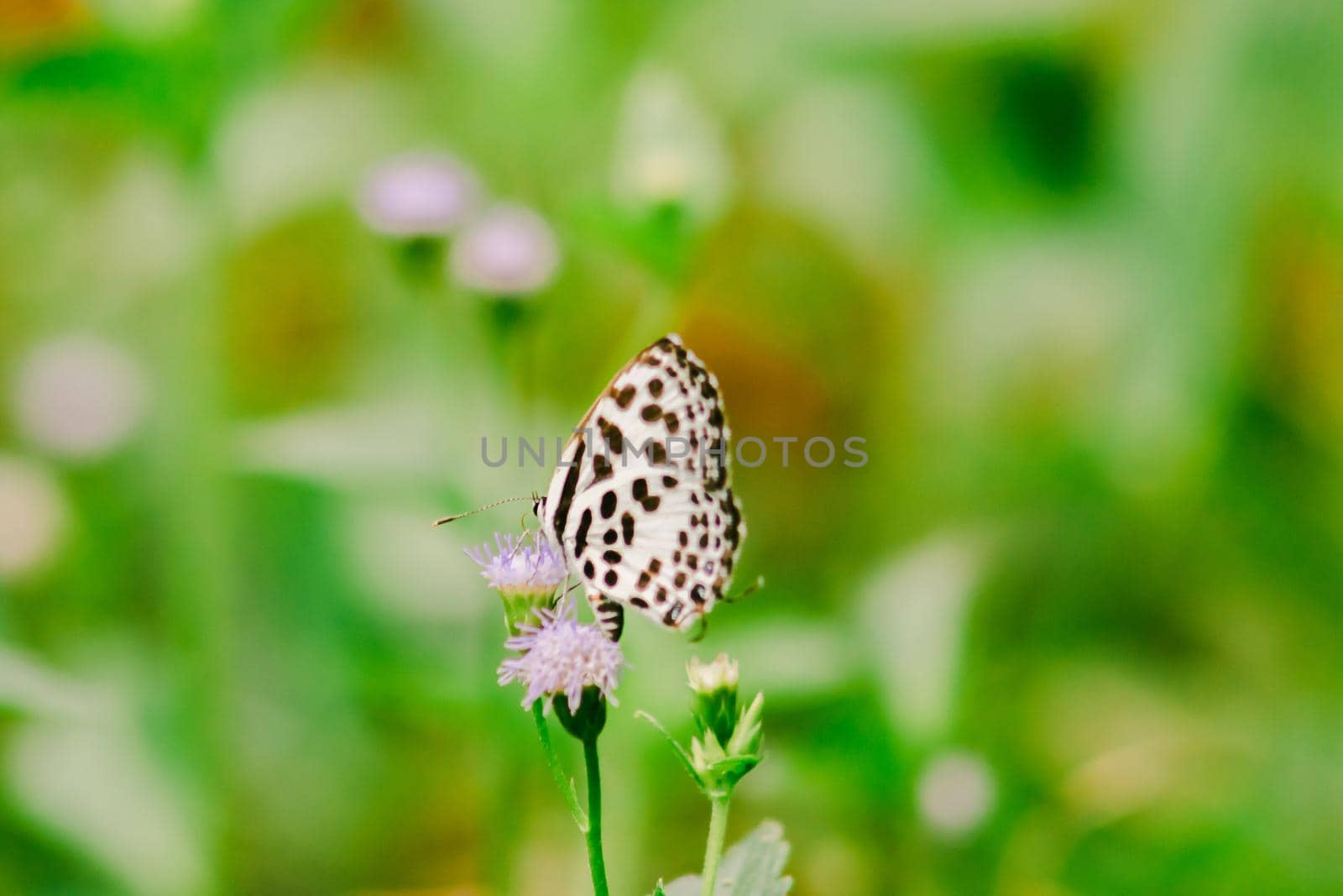 Castalius rosimon, common name Common Pierrot, has a color on the fuselage of the upper wings with black spots on the white ground.













