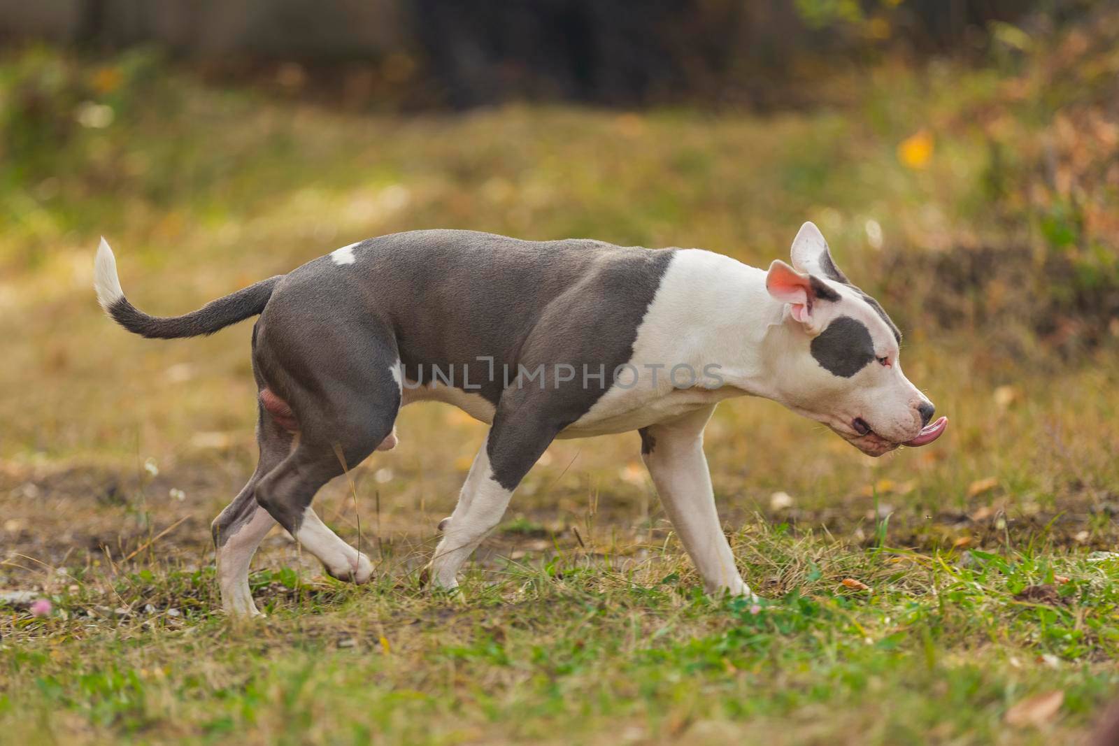 dog breed pit bull terrier on the playground by zokov
