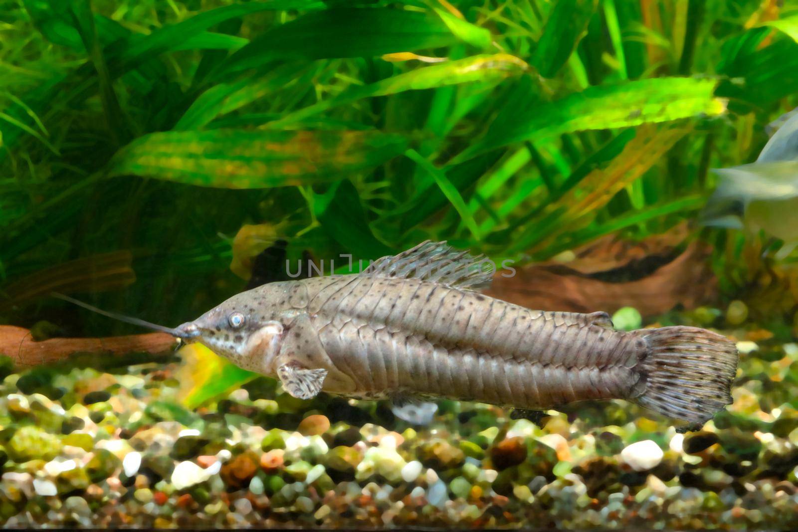 Floating fish at the bottom of the aquarium in the greenery