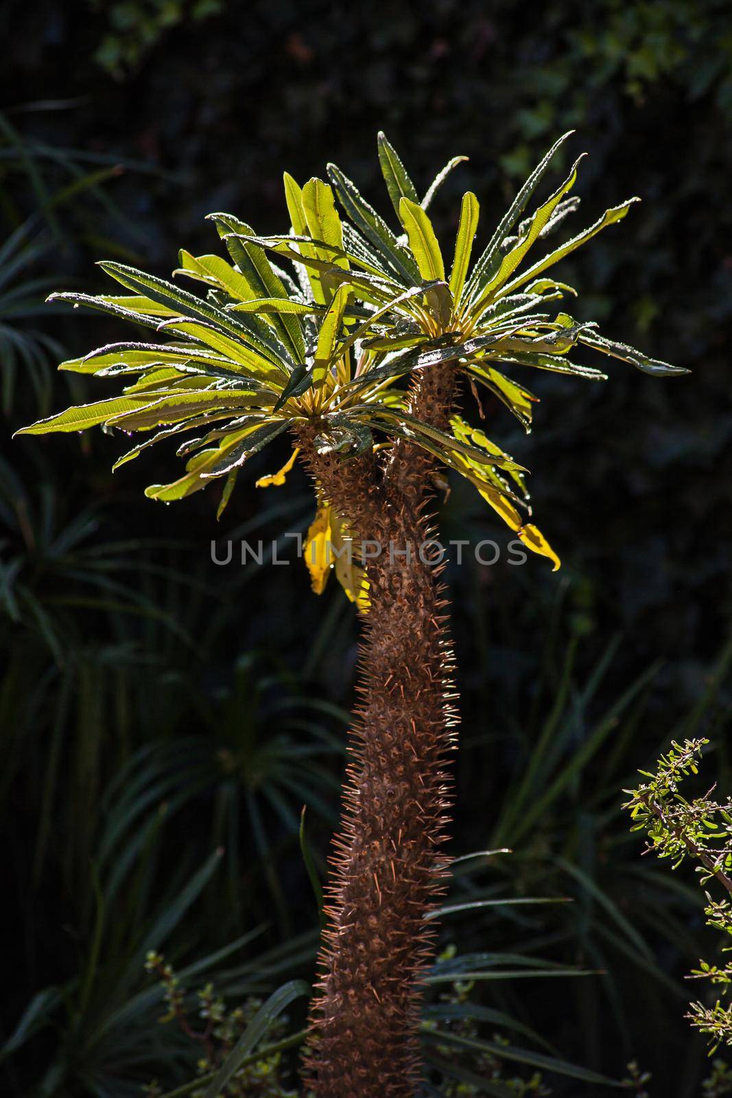 Backlit Madagascar Palm (Pachypodium lamerei) after the rain