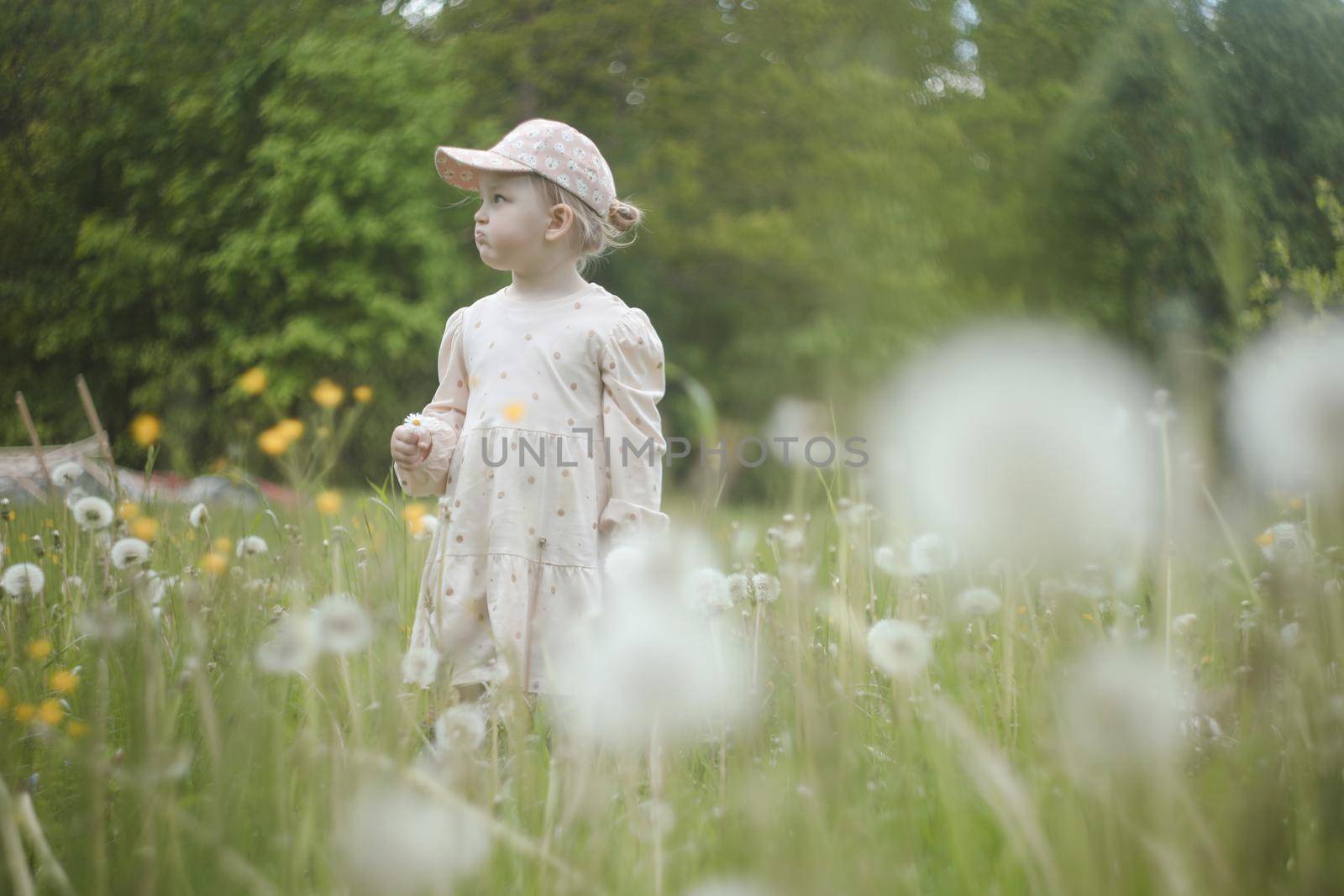 Little girl in a field of flowers, blowing the fluffy seeds off a dandelion seedhead clock.