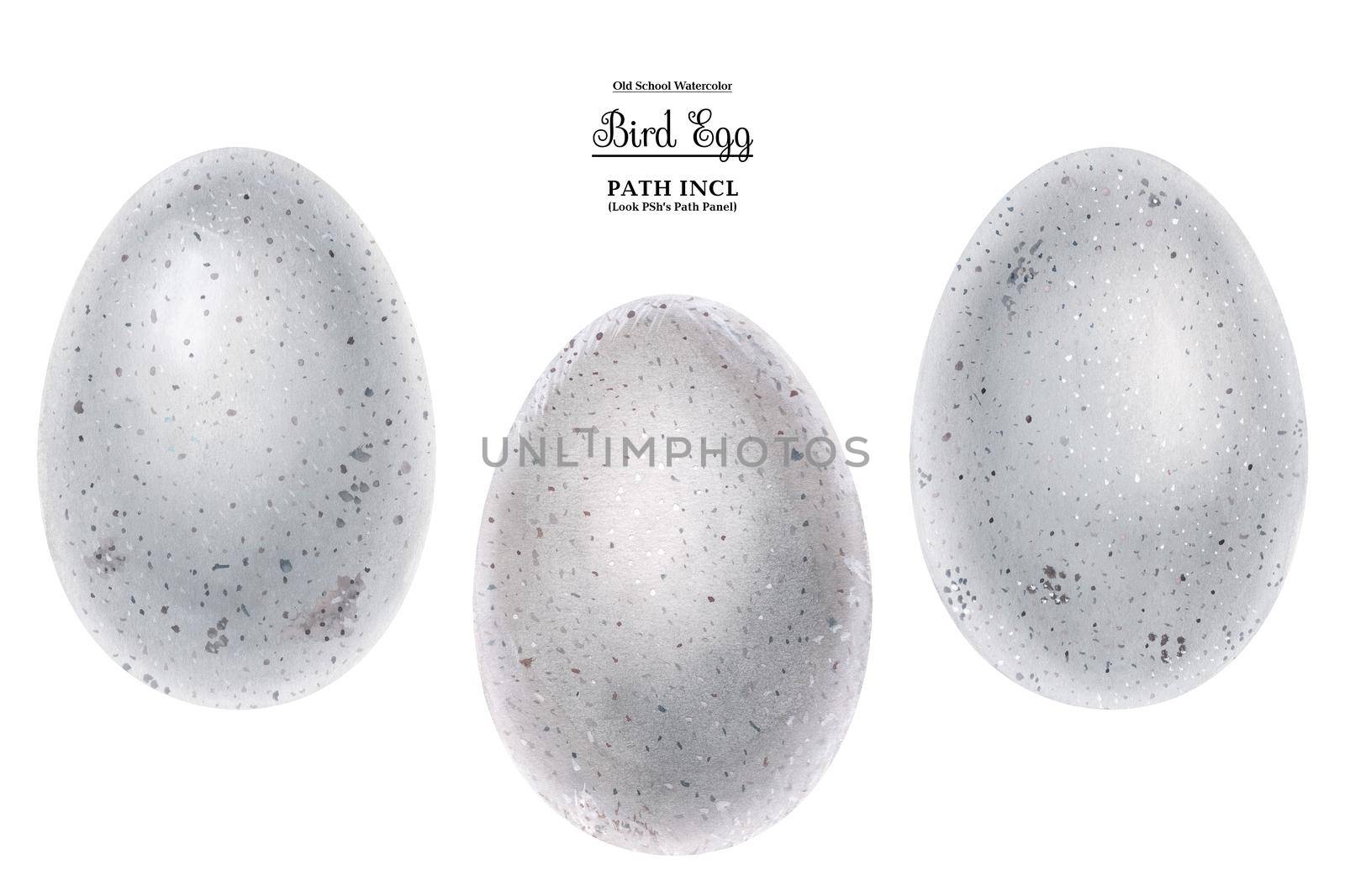 Realistic watercolor illustration Bird eggs. Isolated, path included