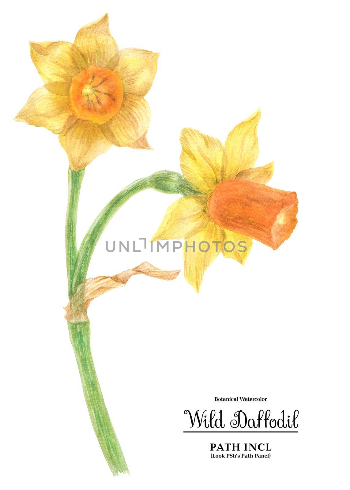 Watercolor botanical realistic illustration. Wild daffodil on a white background, path included.