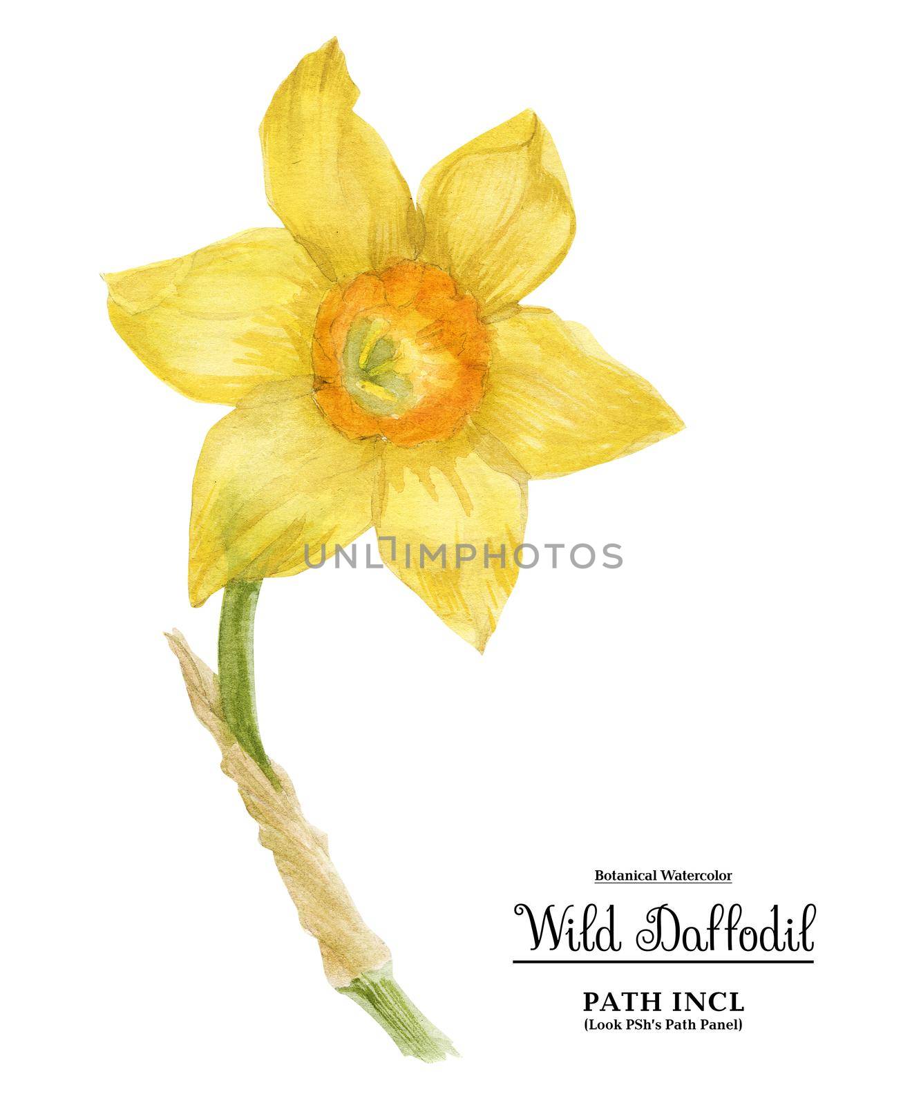 Watercolor botanical realistic illustration. Wild daffodil on a white background, path included.