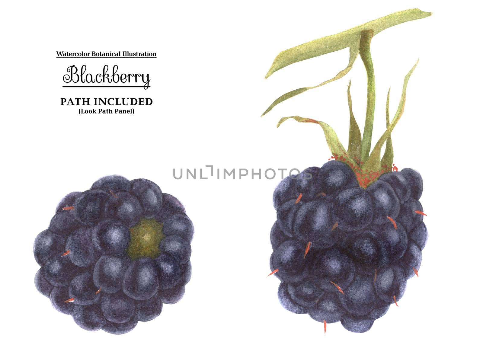 Watercolor botanical illustartion. Fresh blackberry. Isolated, path included