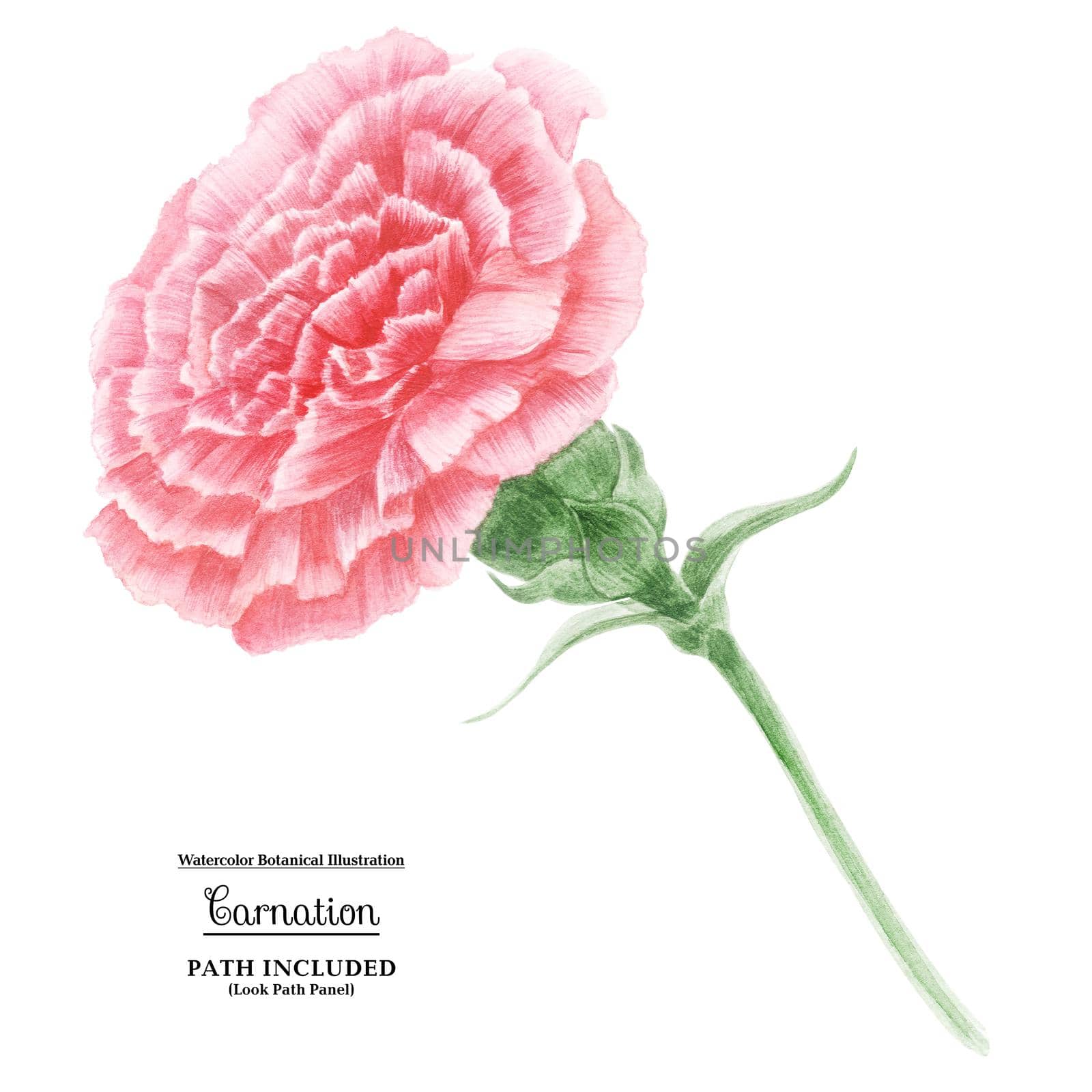 Watercolor illustration Pink Carnation flower. Symbol of Mothers Day. Isolated, path included
