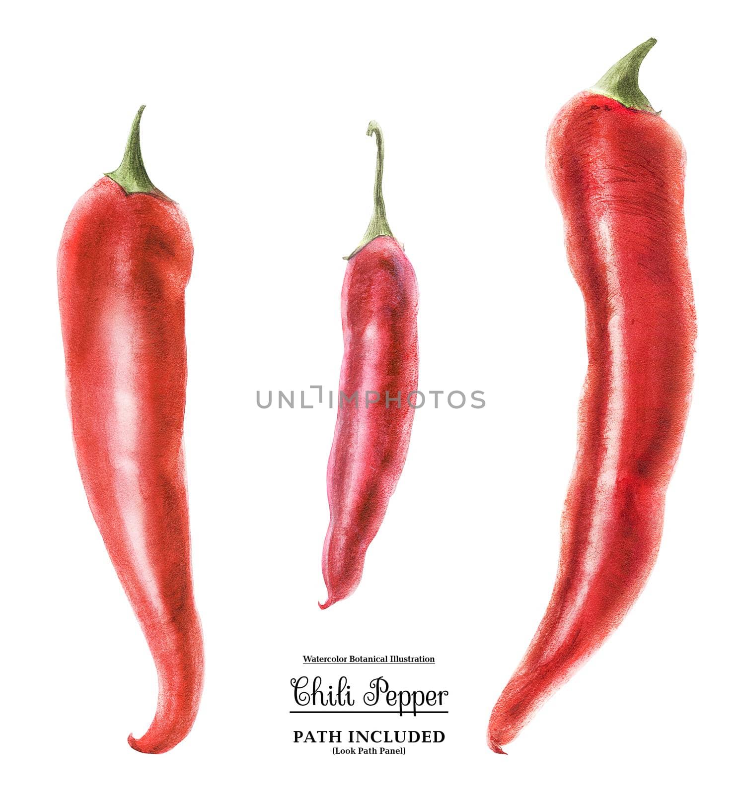 Modern watercolor botanical illustration of three red hot chili peppers. Isolated, path included