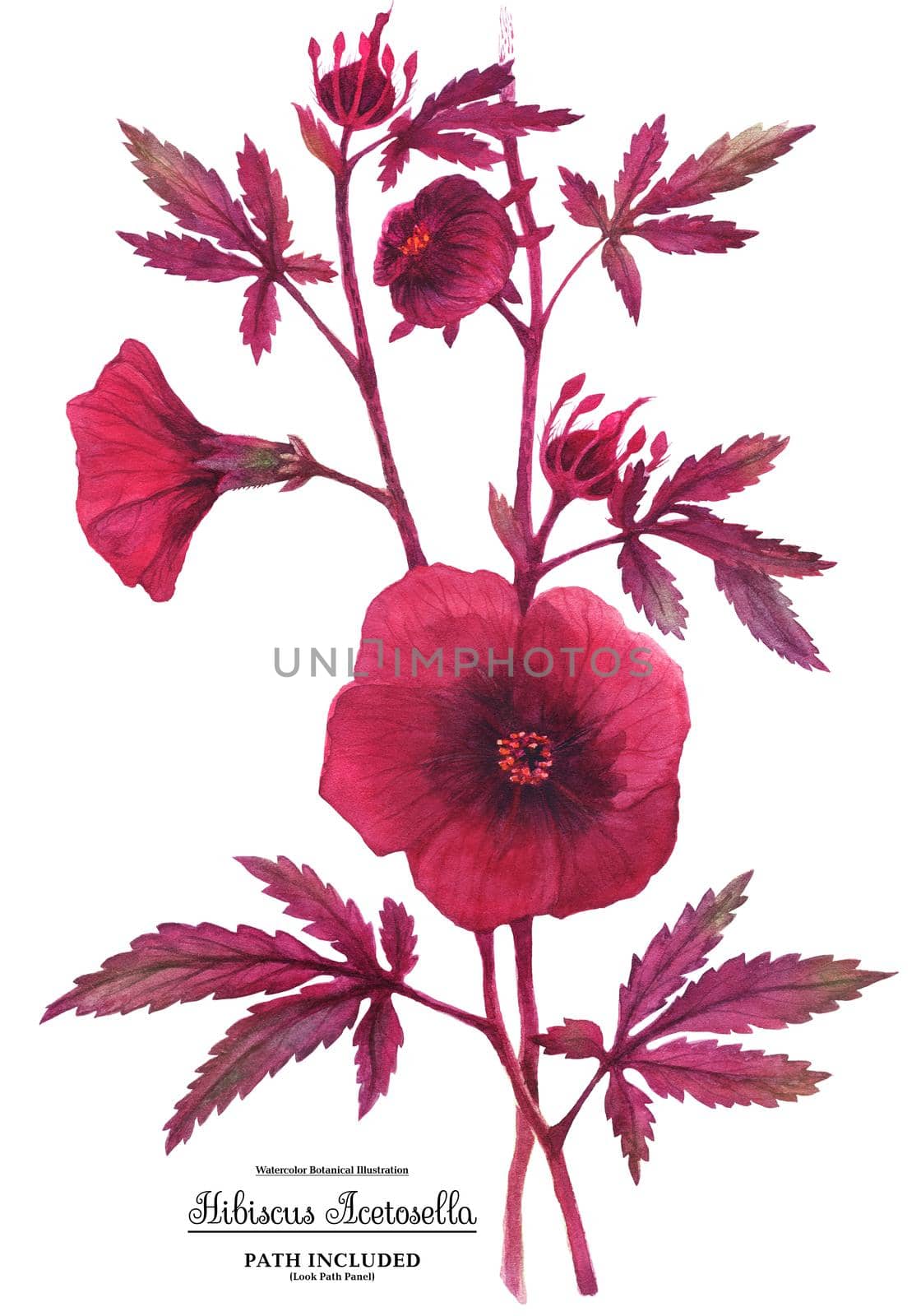 Watercolor illustration Hibiscus acetosella branch. Flowers, leaves and buds. Isolated, path included