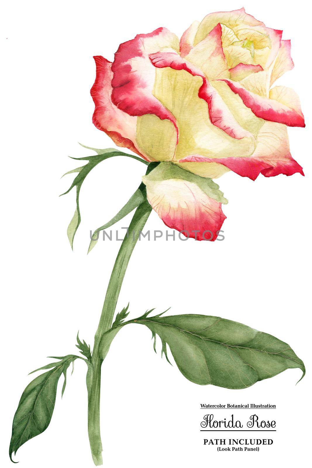 Creamy rose with red tips. Watercolor illustartion, isolated, path included